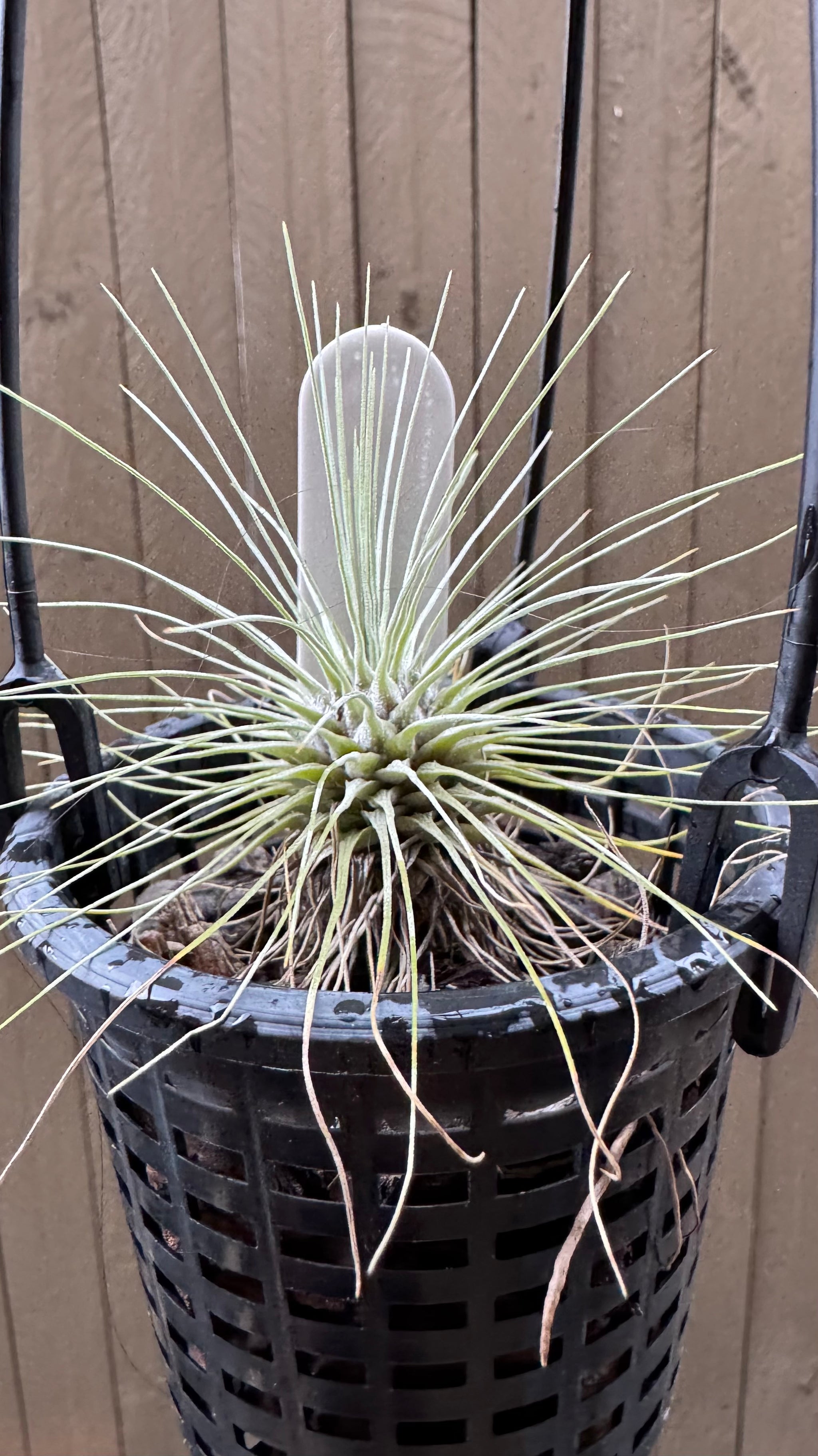 Tillandsia - Fuchsii var. Gracilis