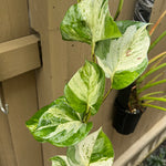 Epipremnum 'Marble Queen'