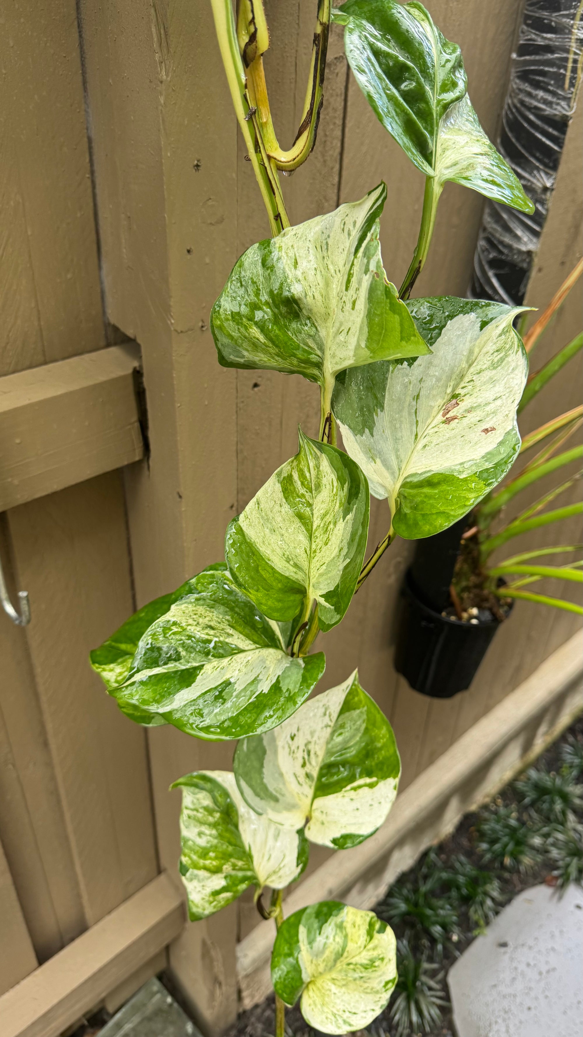 Epipremnum 'Marble Queen'