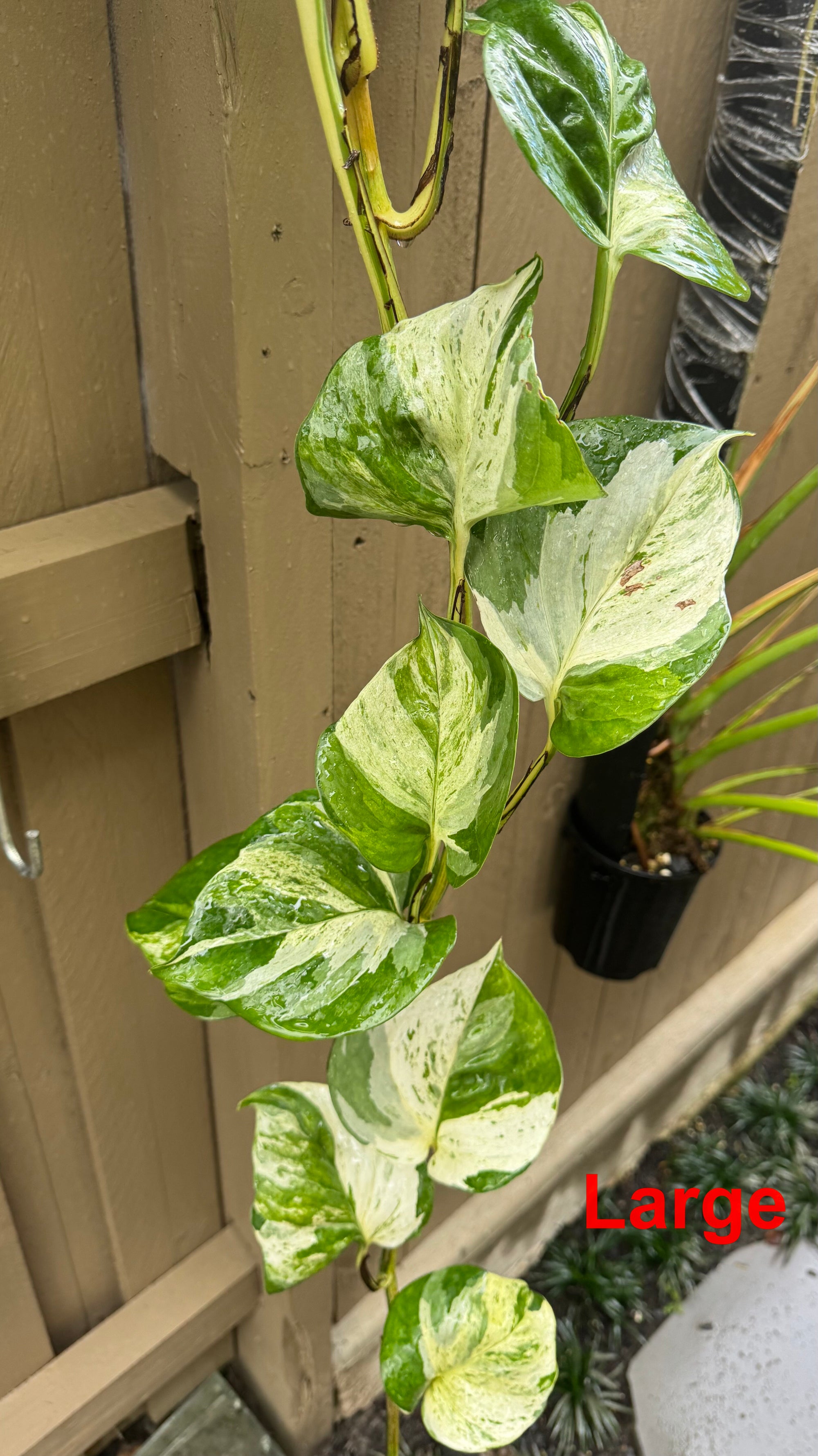 Epipremnum 'Manjula'