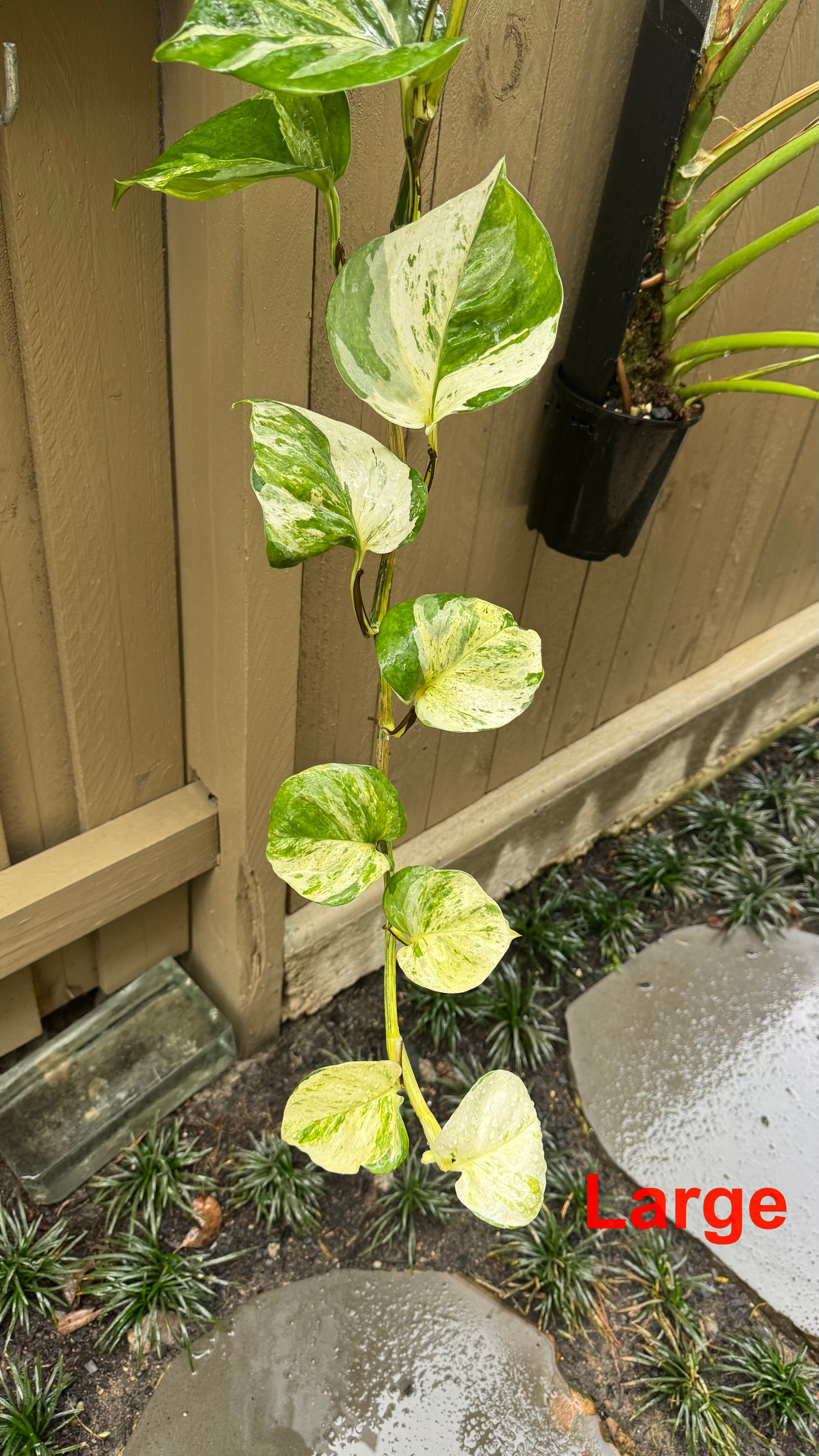 Epipremnum 'Manjula'