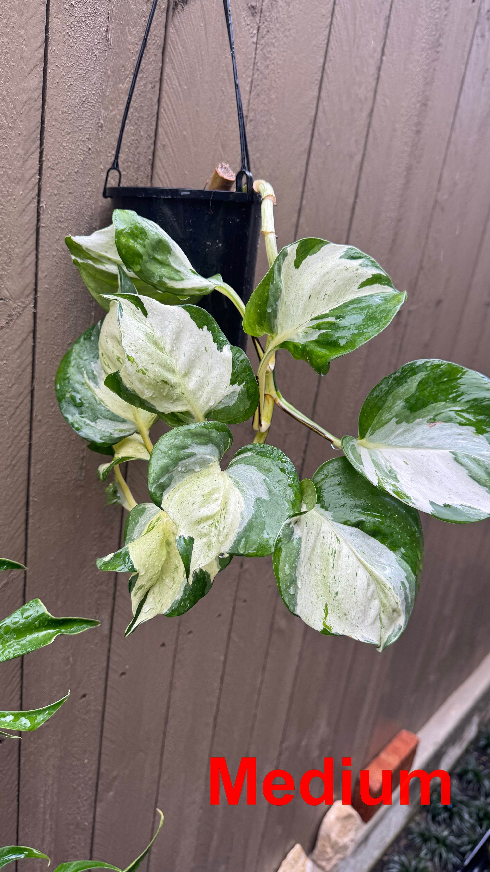 Epipremnum 'Manjula'