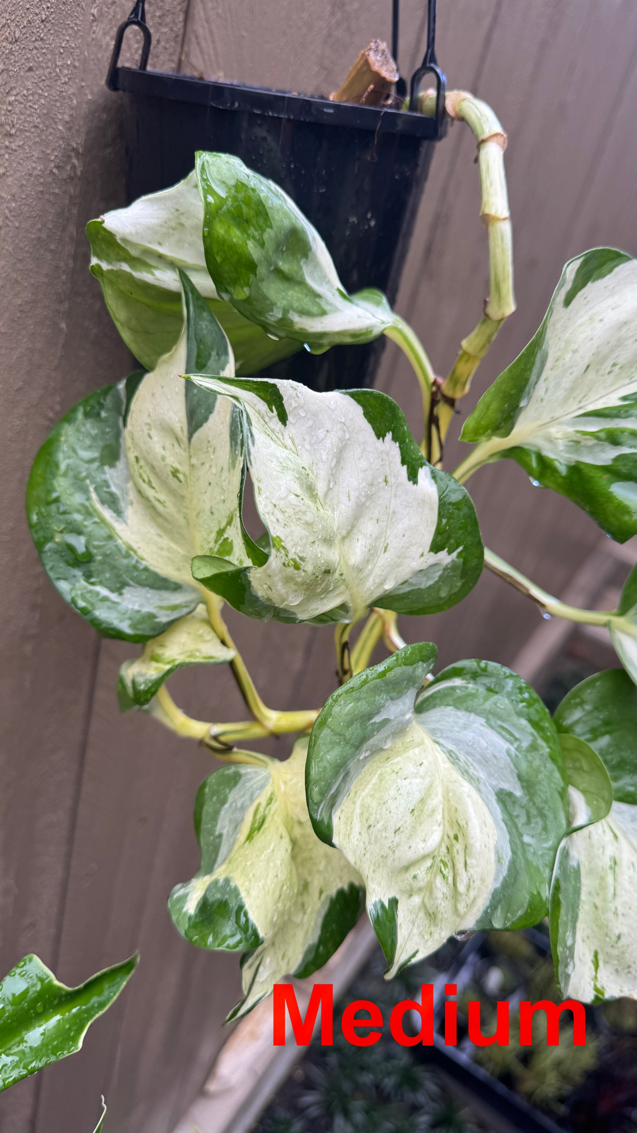 Epipremnum 'Manjula'