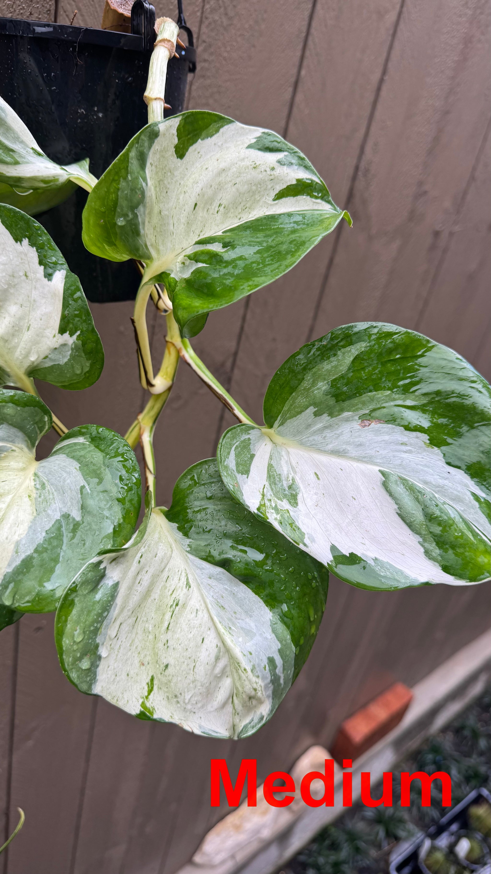 Epipremnum 'Manjula'