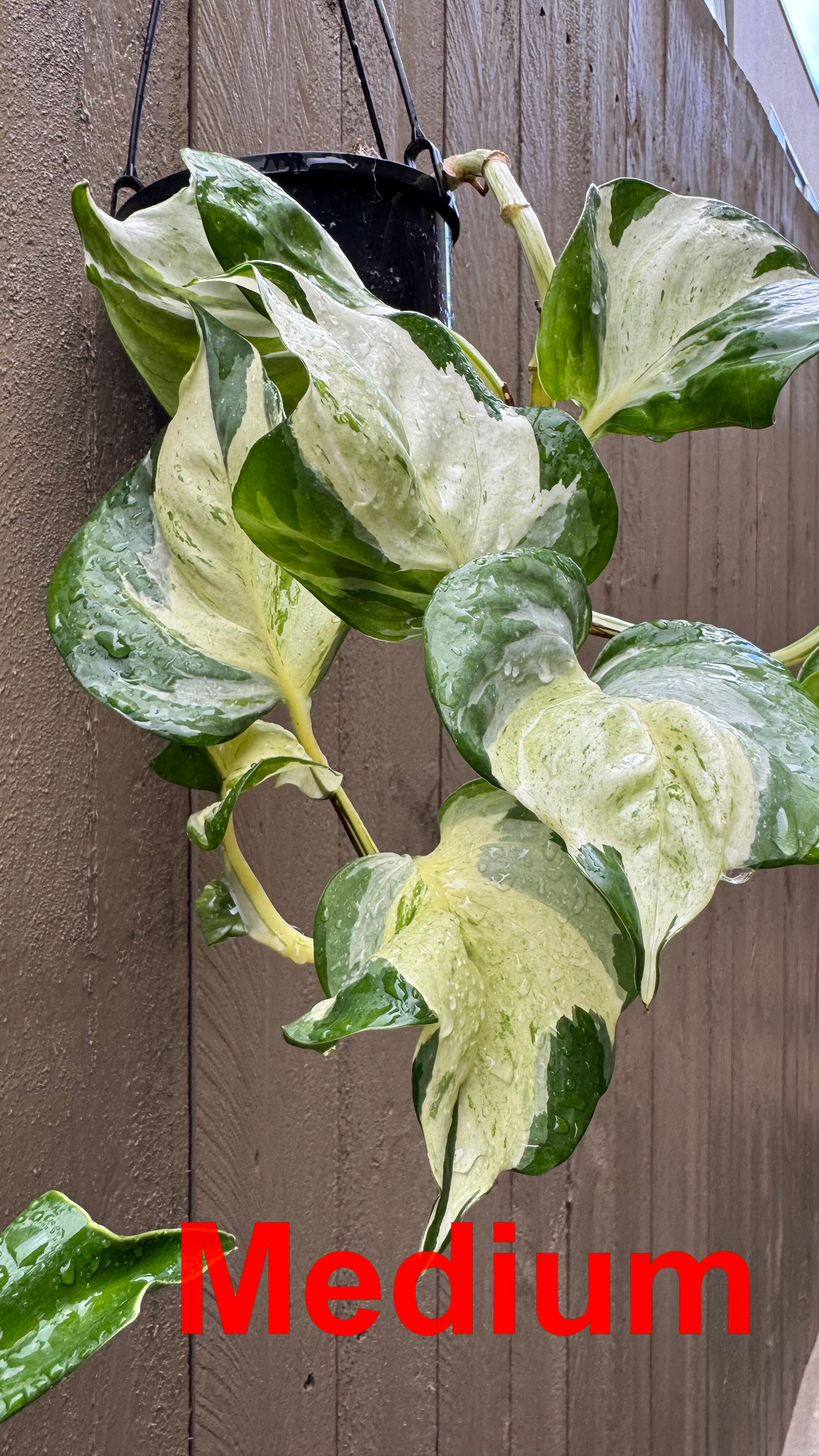 Epipremnum 'Manjula'