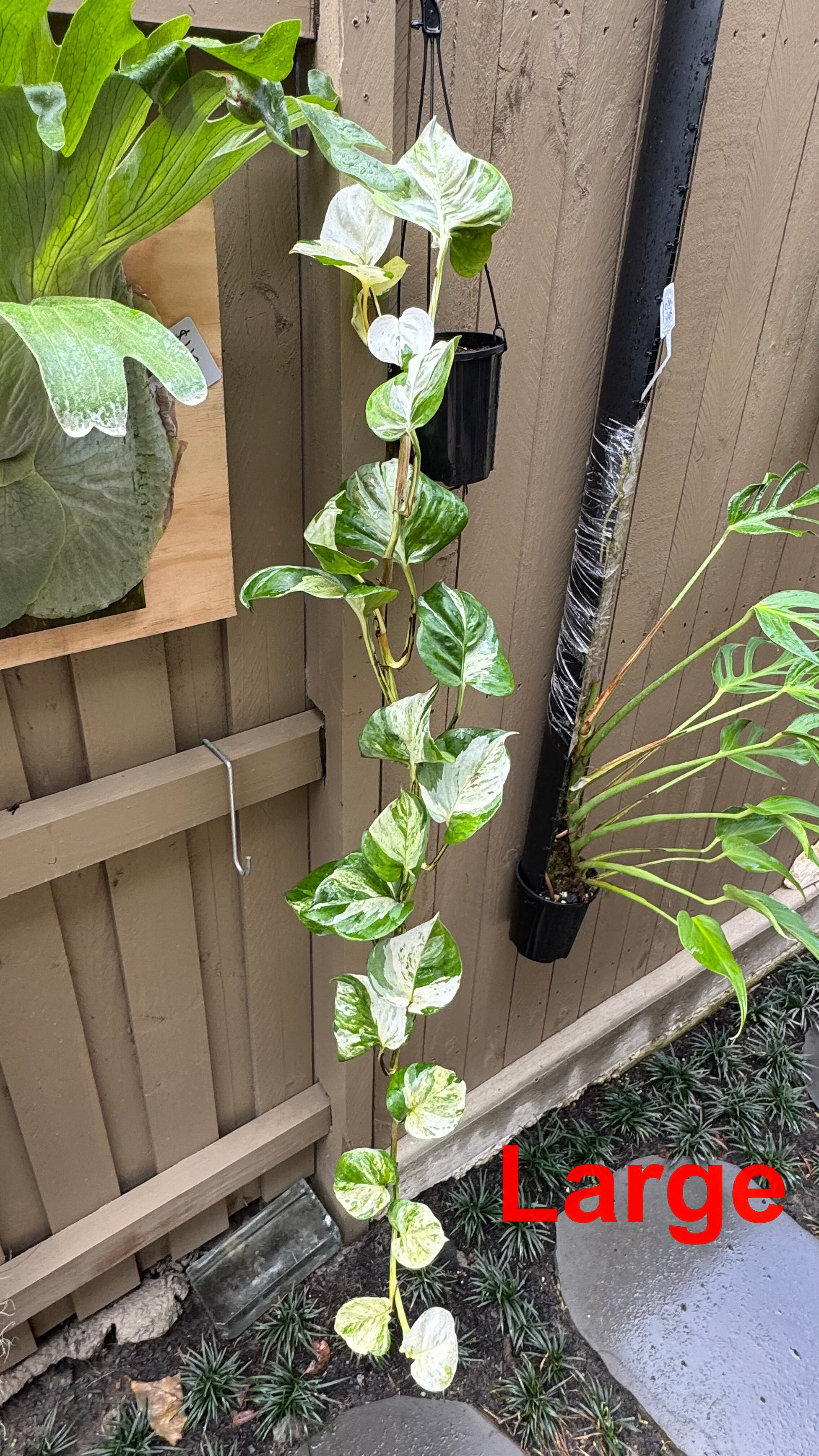 Epipremnum 'Manjula'