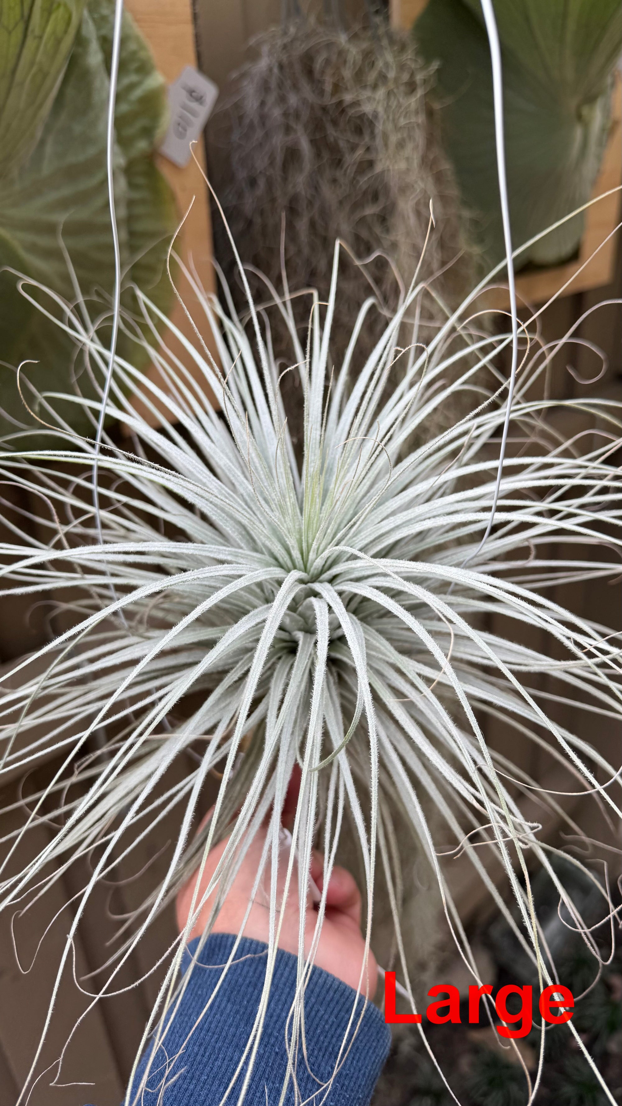 Tillandsia - tectorum