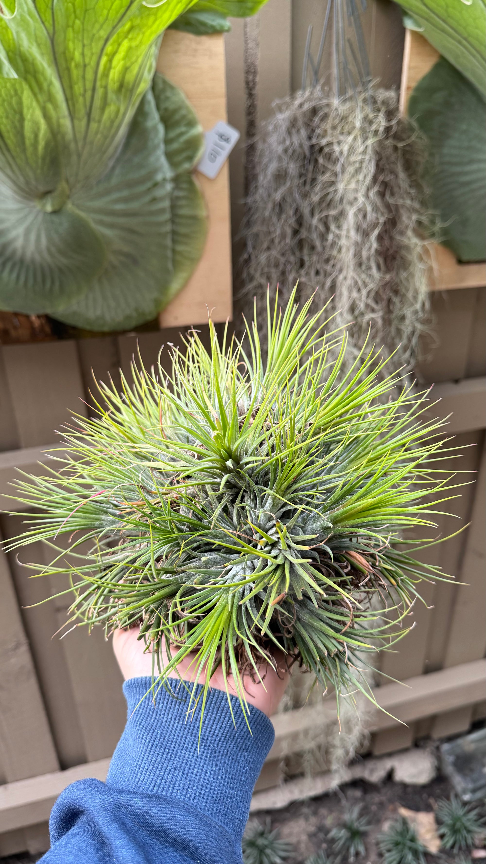 Tillandsia Ionantha Fuego Ball