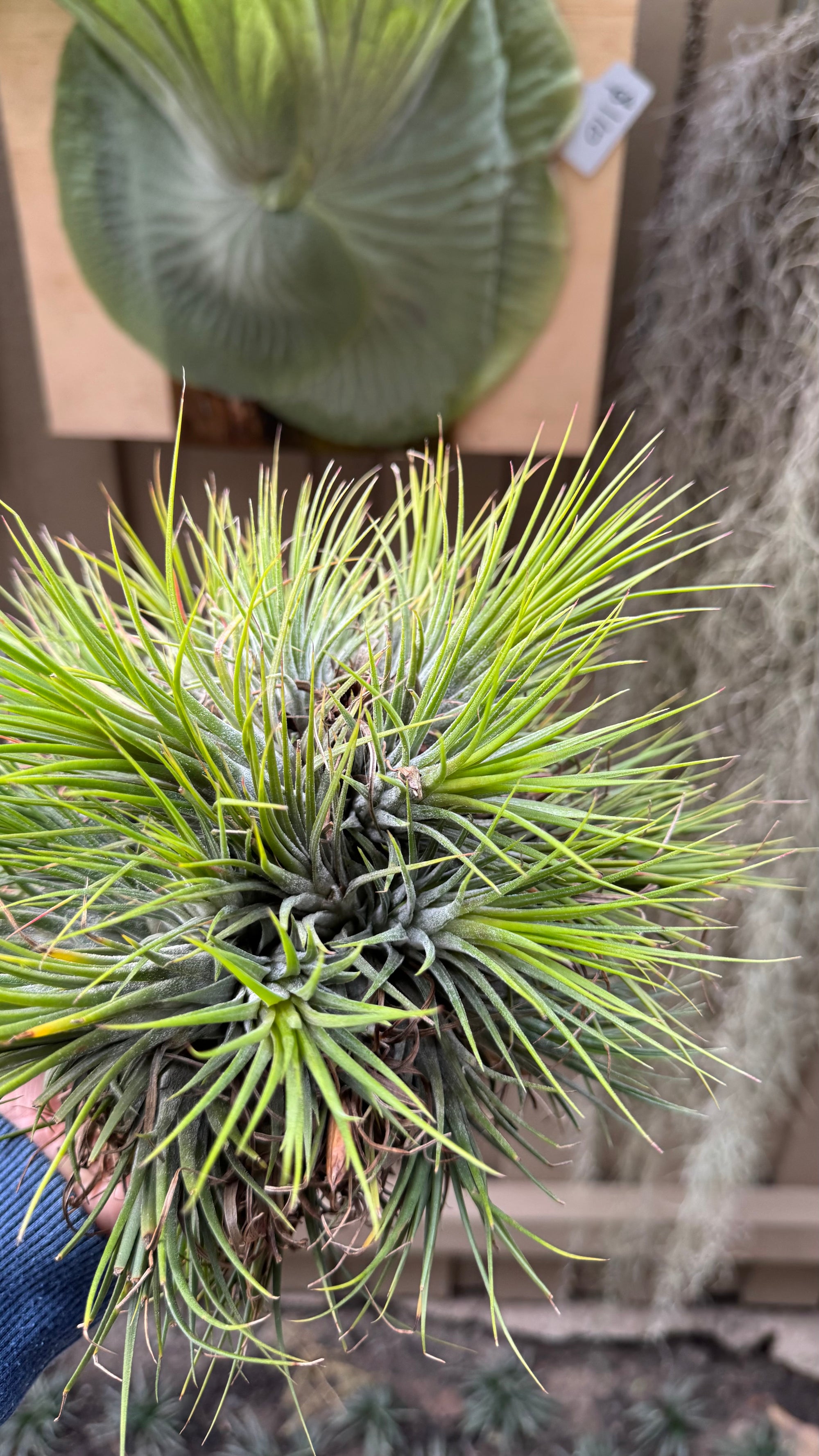Tillandsia Ionantha Fuego Ball