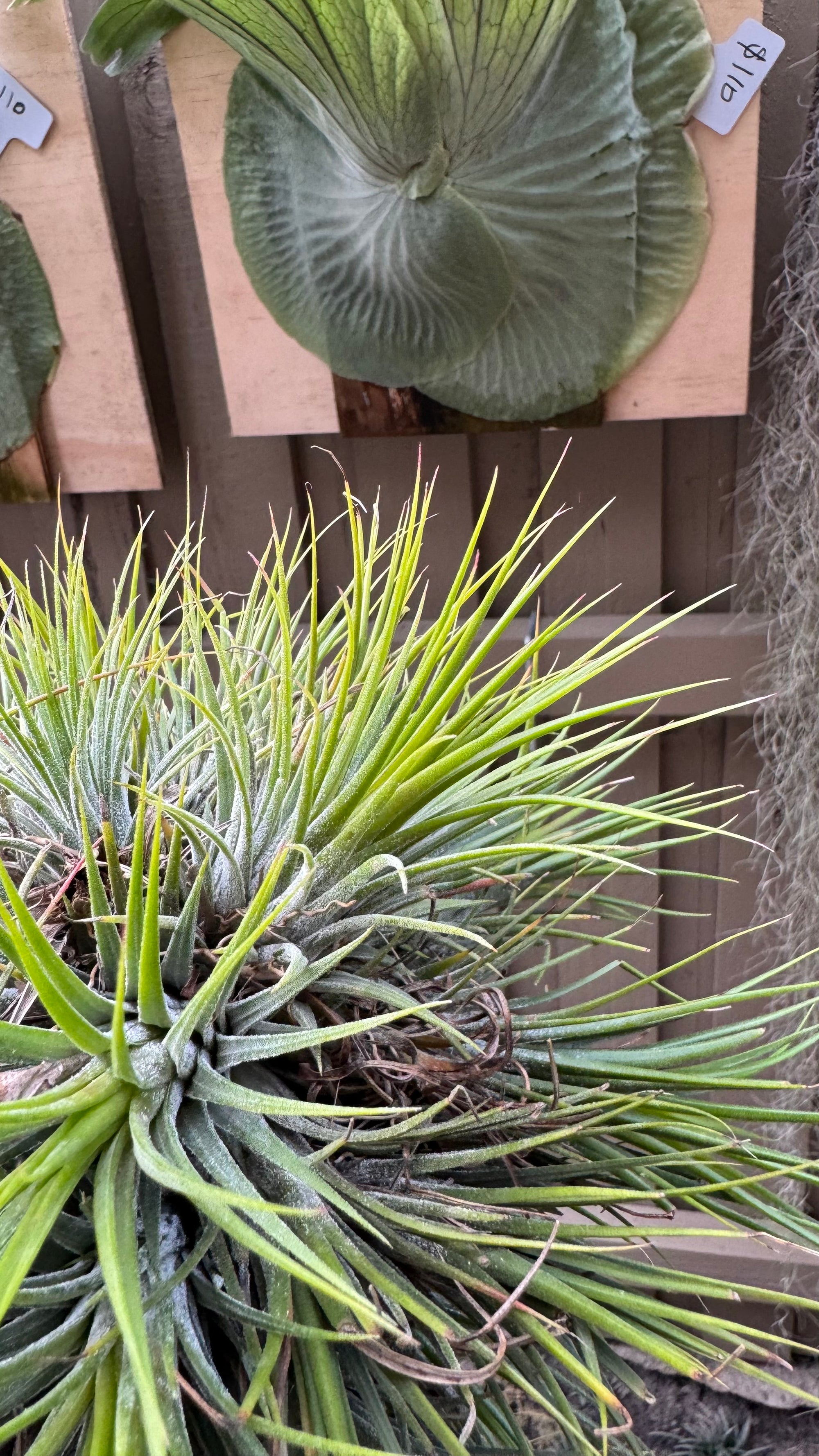Tillandsia Ionantha Fuego Ball