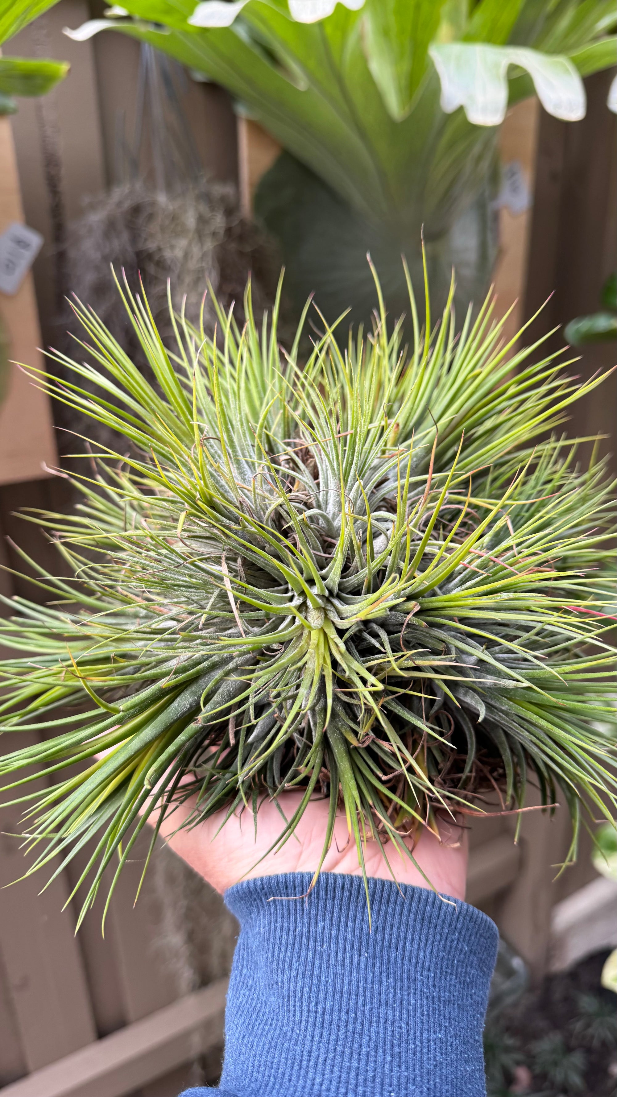 Tillandsia Ionantha Fuego Ball