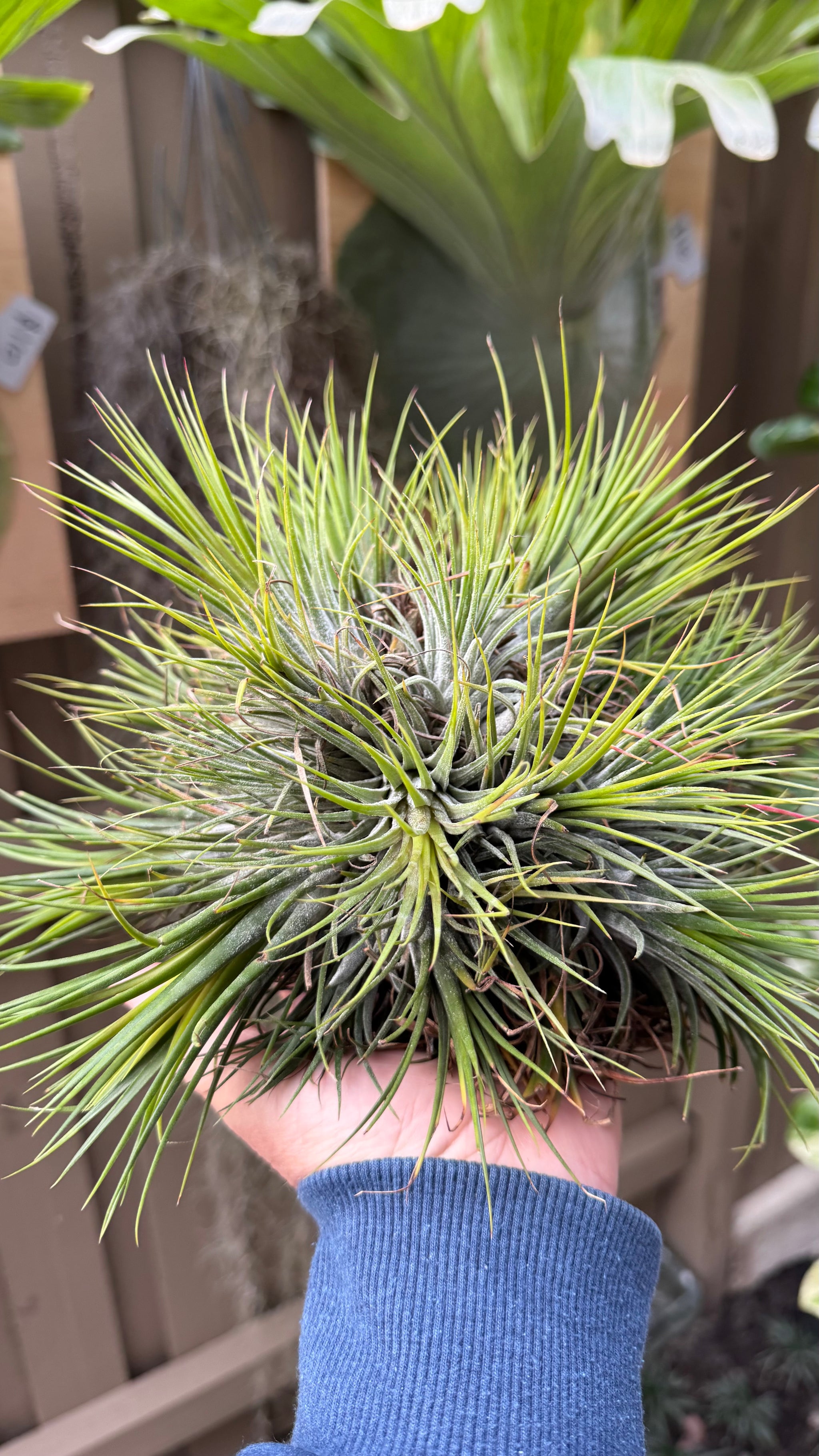 Tillandsia Ionantha Fuego Ball