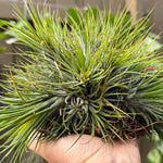 Tillandsia Ionantha Fuego Ball