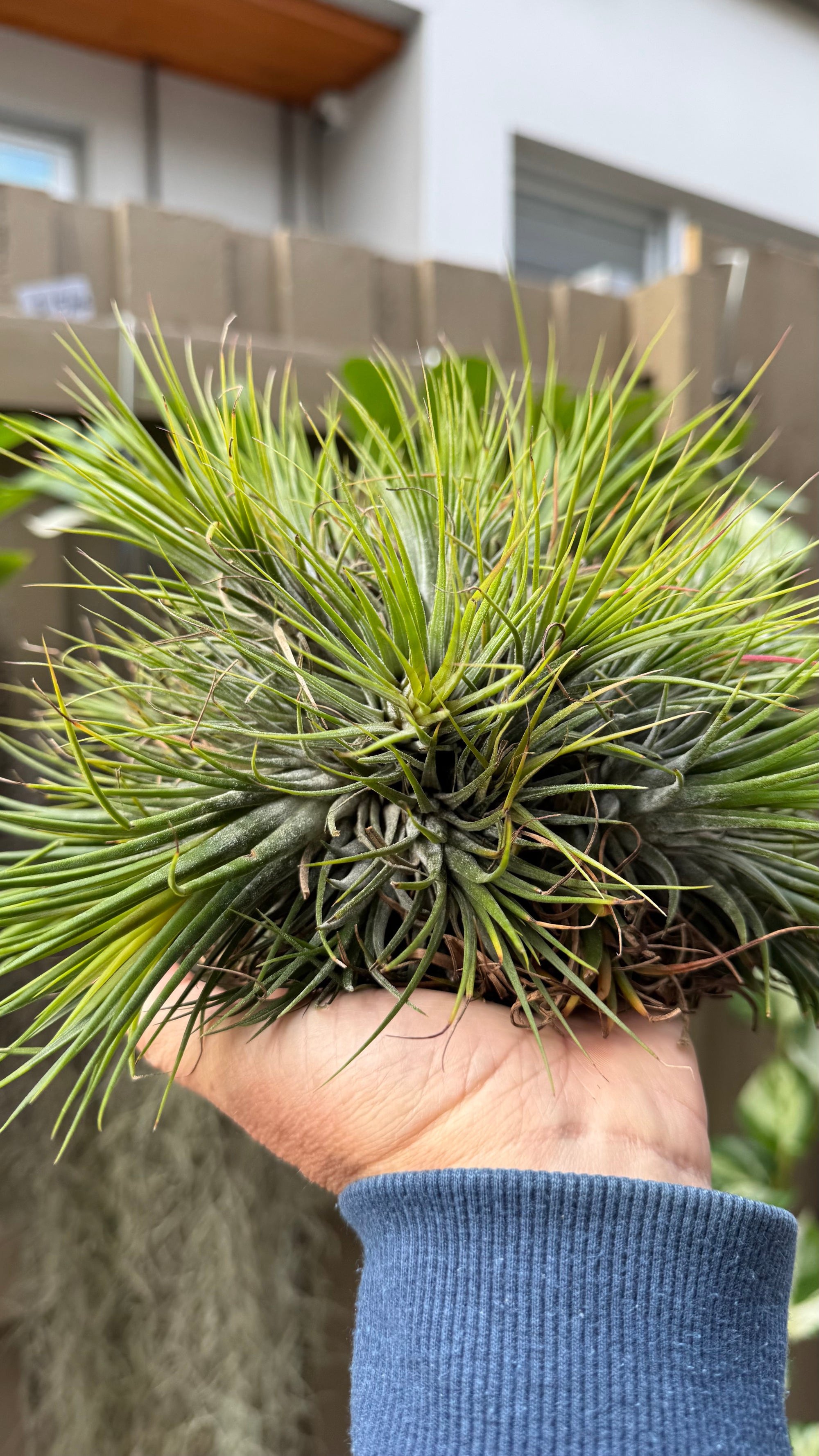 Tillandsia Ionantha Fuego Ball