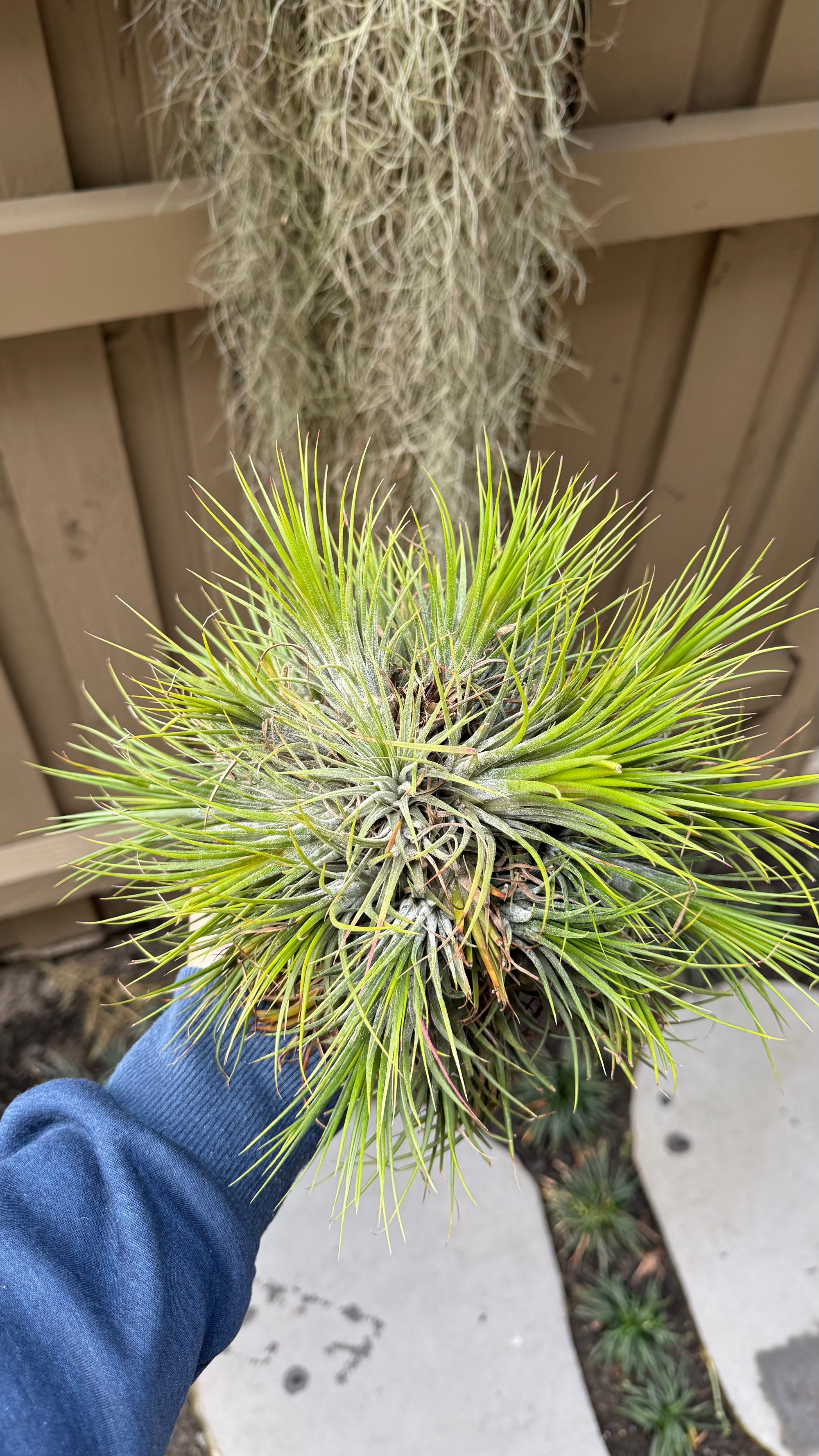 Tillandsia Ionantha Fuego Ball