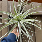 Tillandsia - straminea ‘Giant’