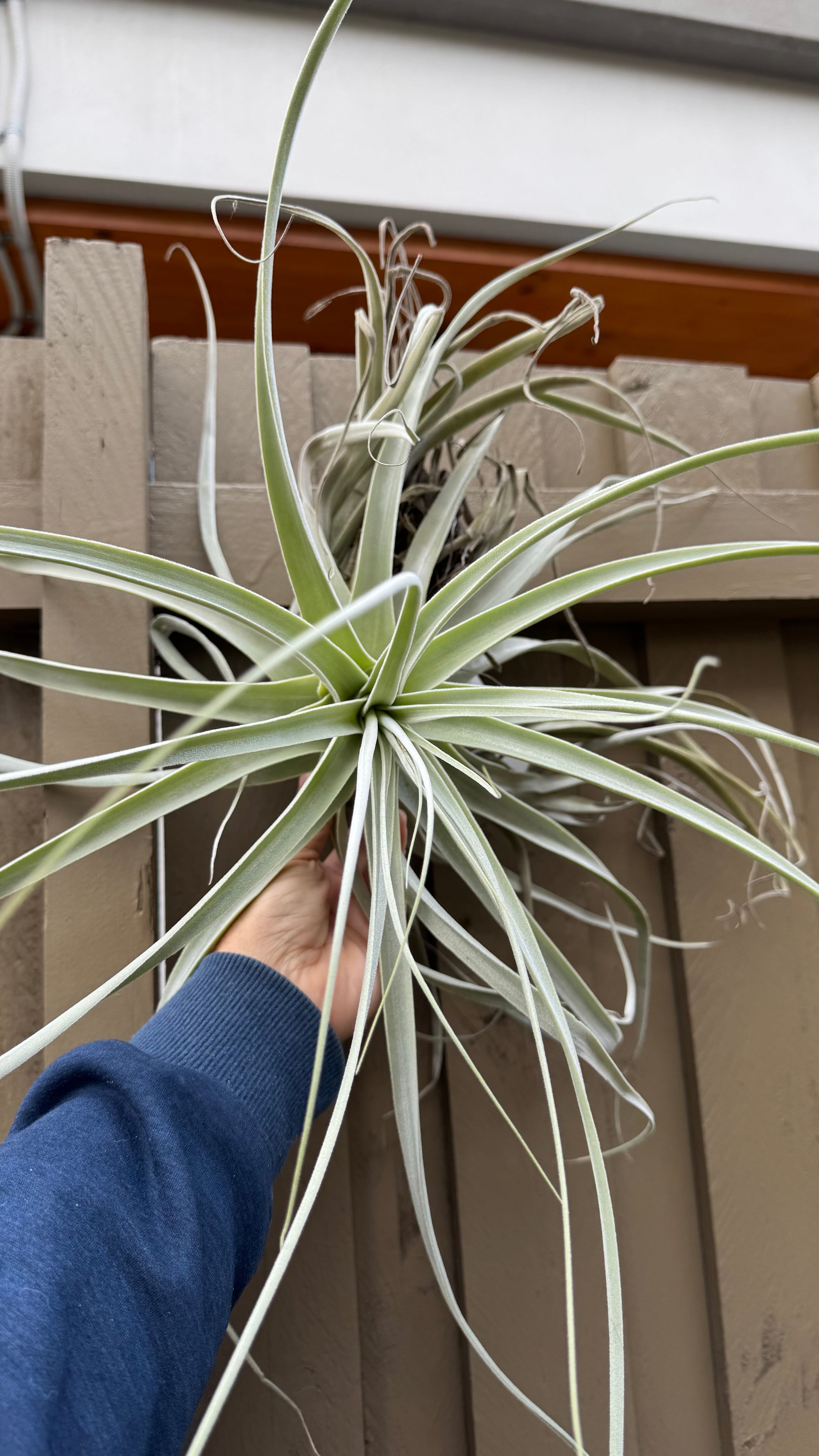 Tillandsia - straminea ‘Giant’