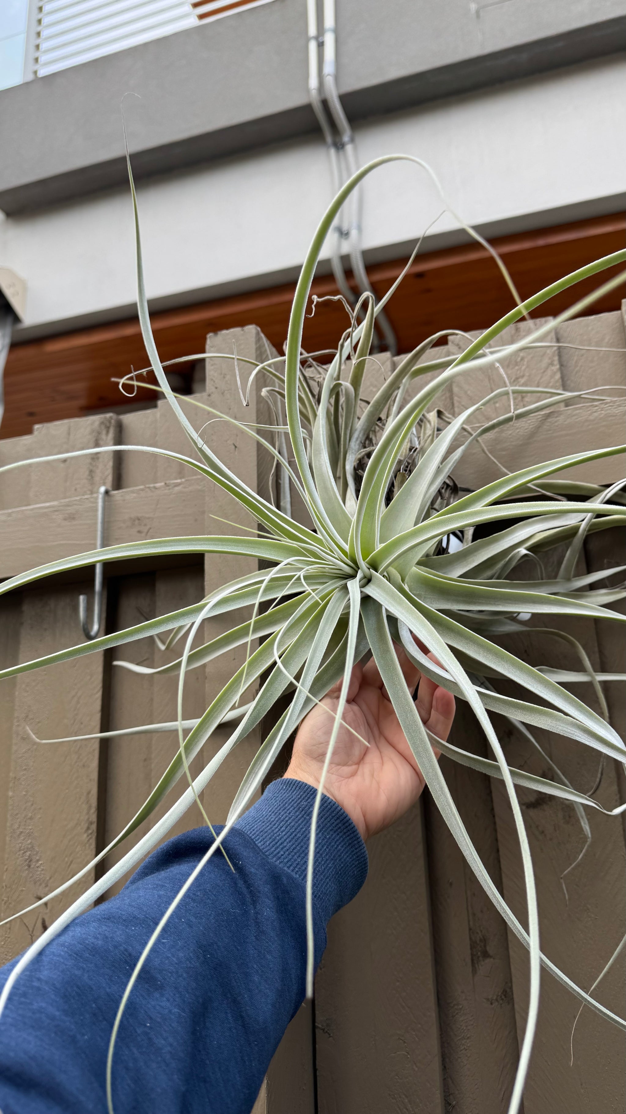 Tillandsia - straminea ‘Giant’
