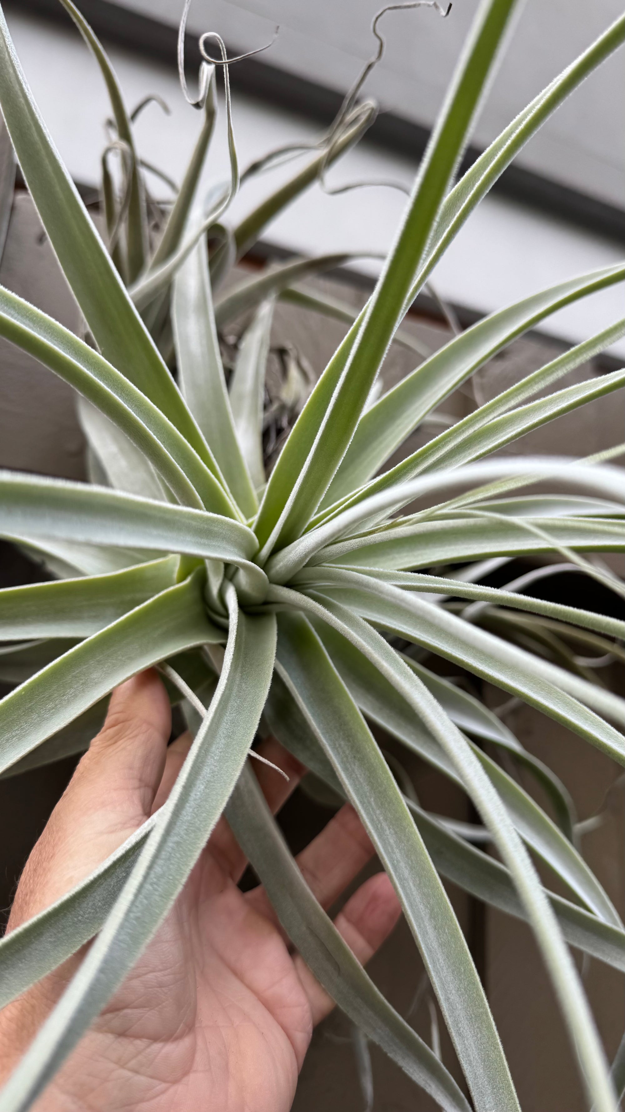 Tillandsia - straminea ‘Giant’