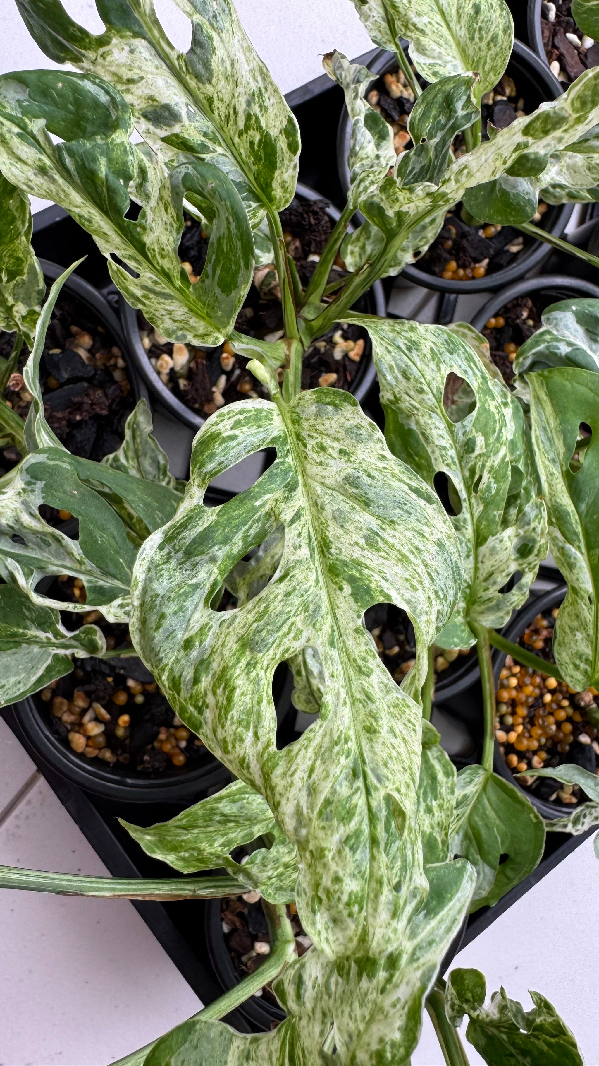Monstera adansonii ‘Frozen Freckles’