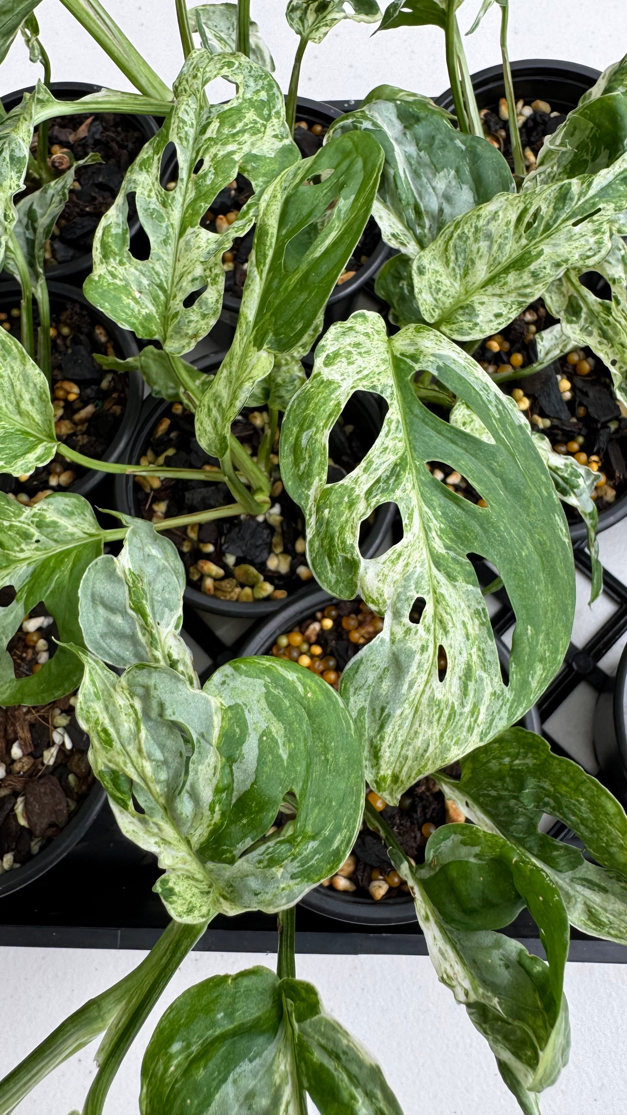 Monstera adansonii ‘Frozen Freckles’