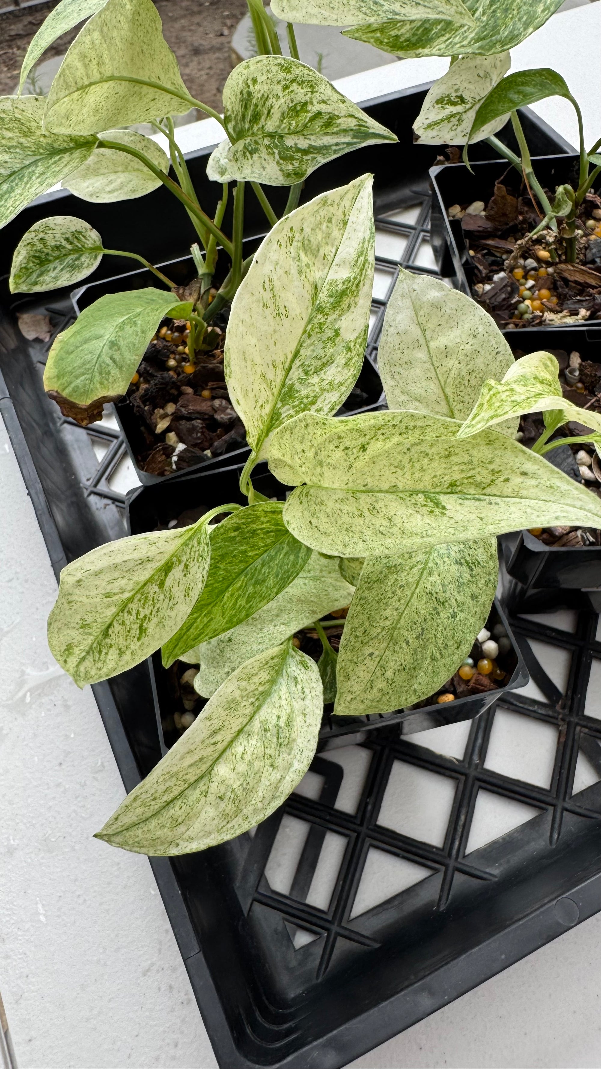 Monstera laniata variegated 'Mint'