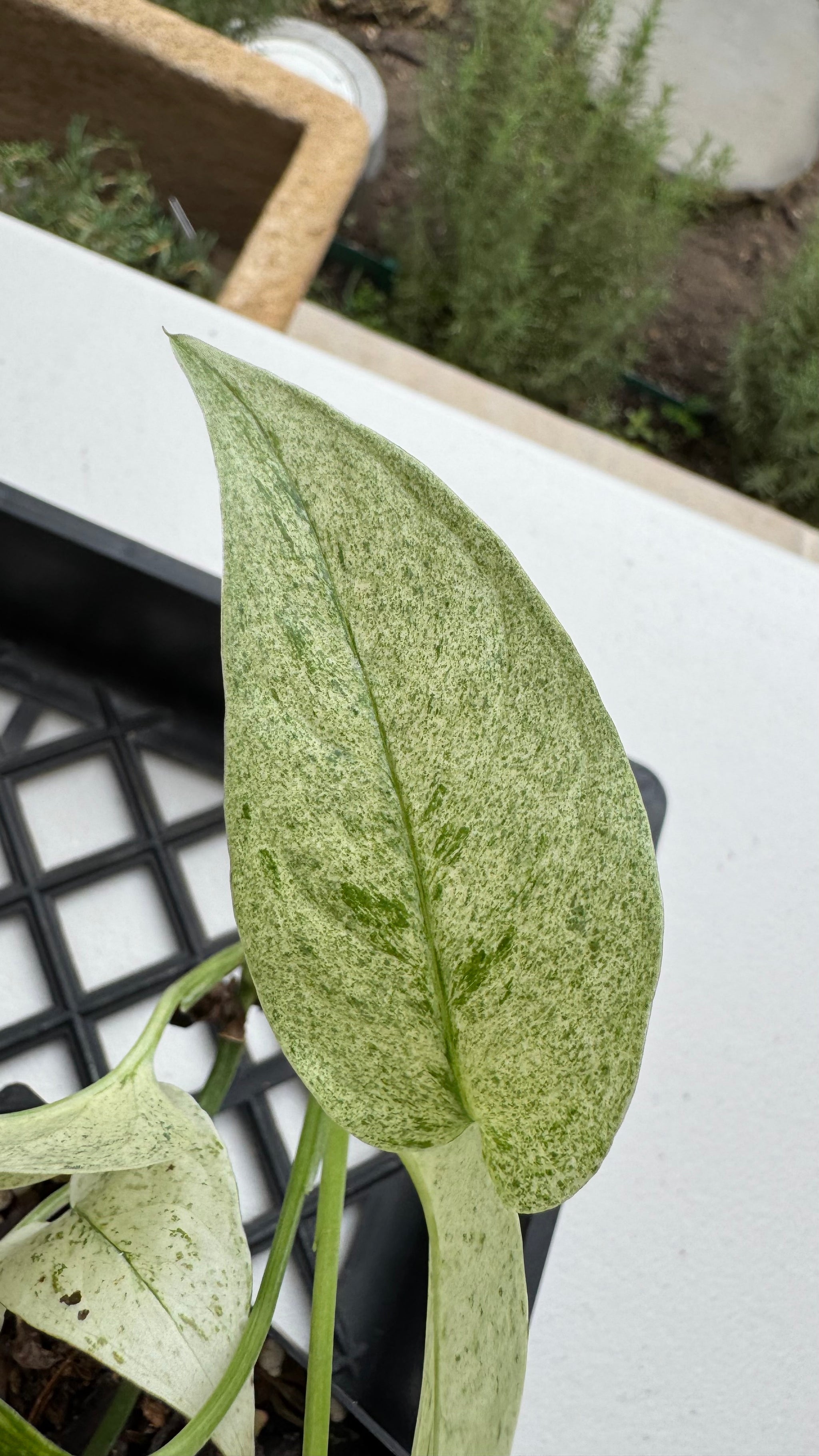 Monstera laniata variegated 'Mint'