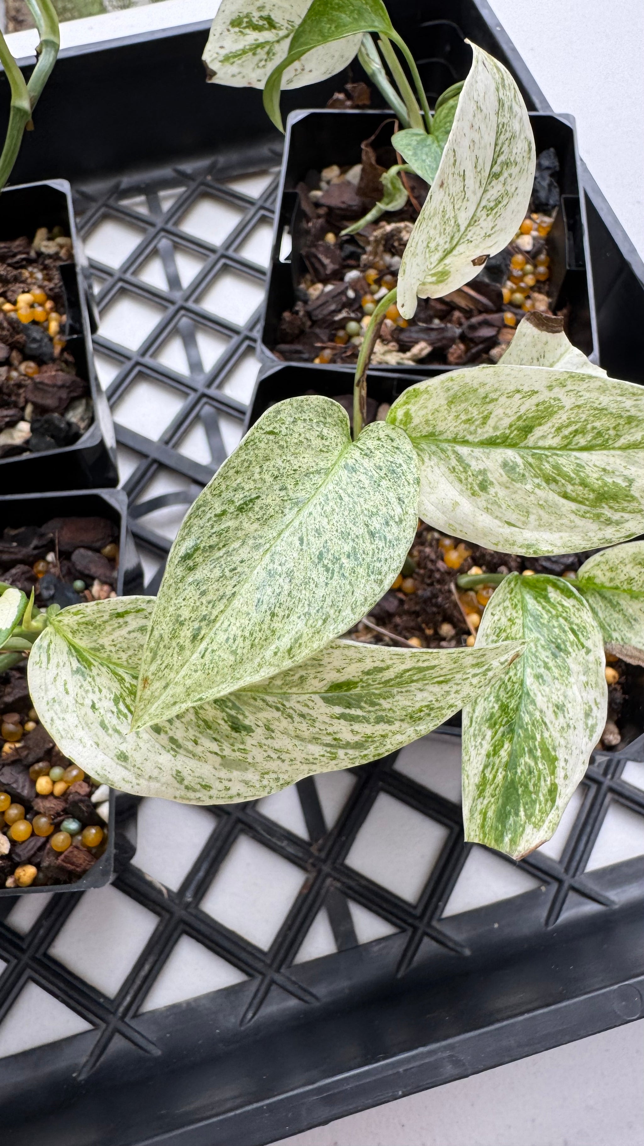 Monstera laniata variegated 'Mint'