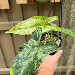 Syngonium 'Mojito'