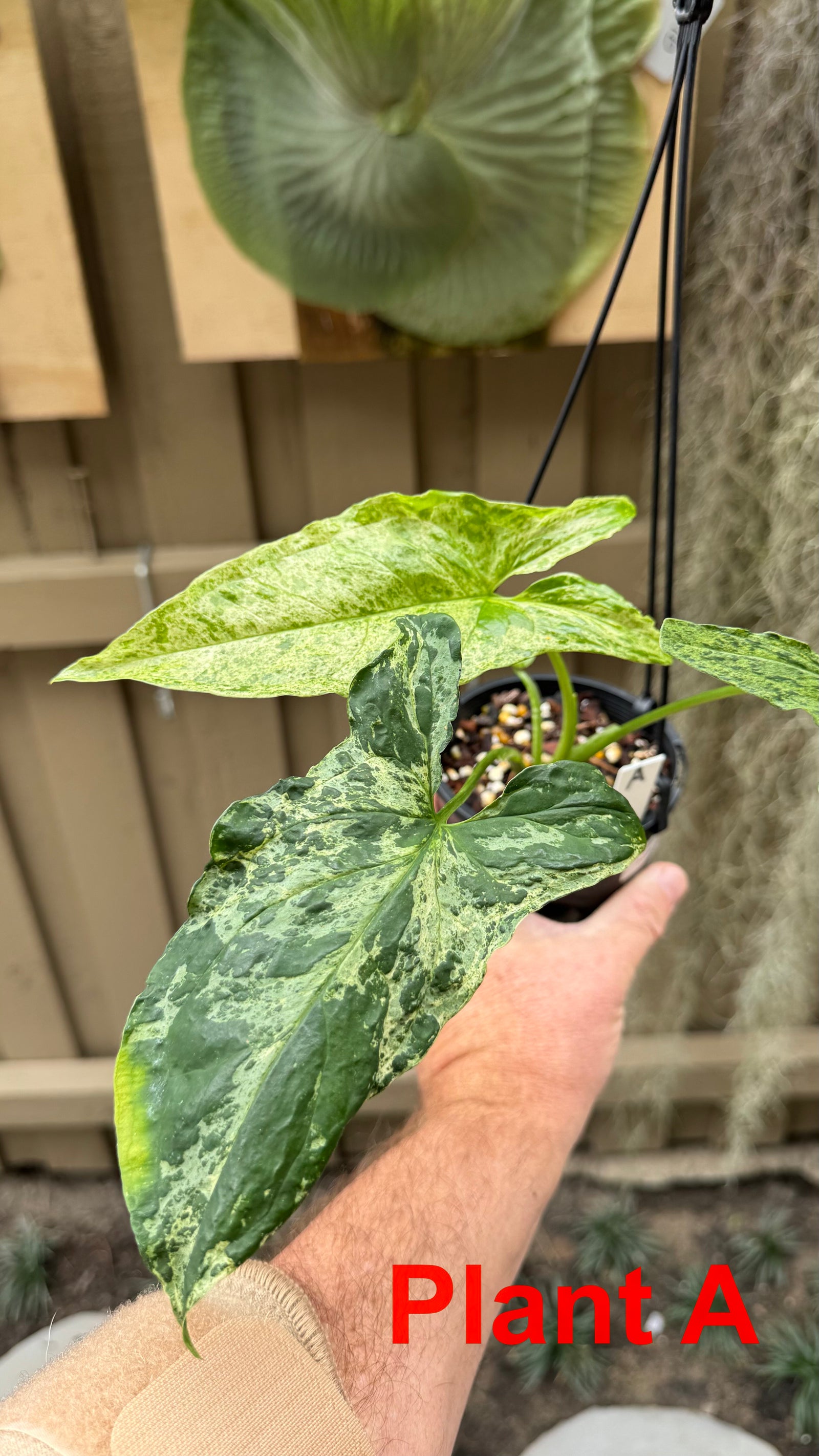 Syngonium 'Mojito'