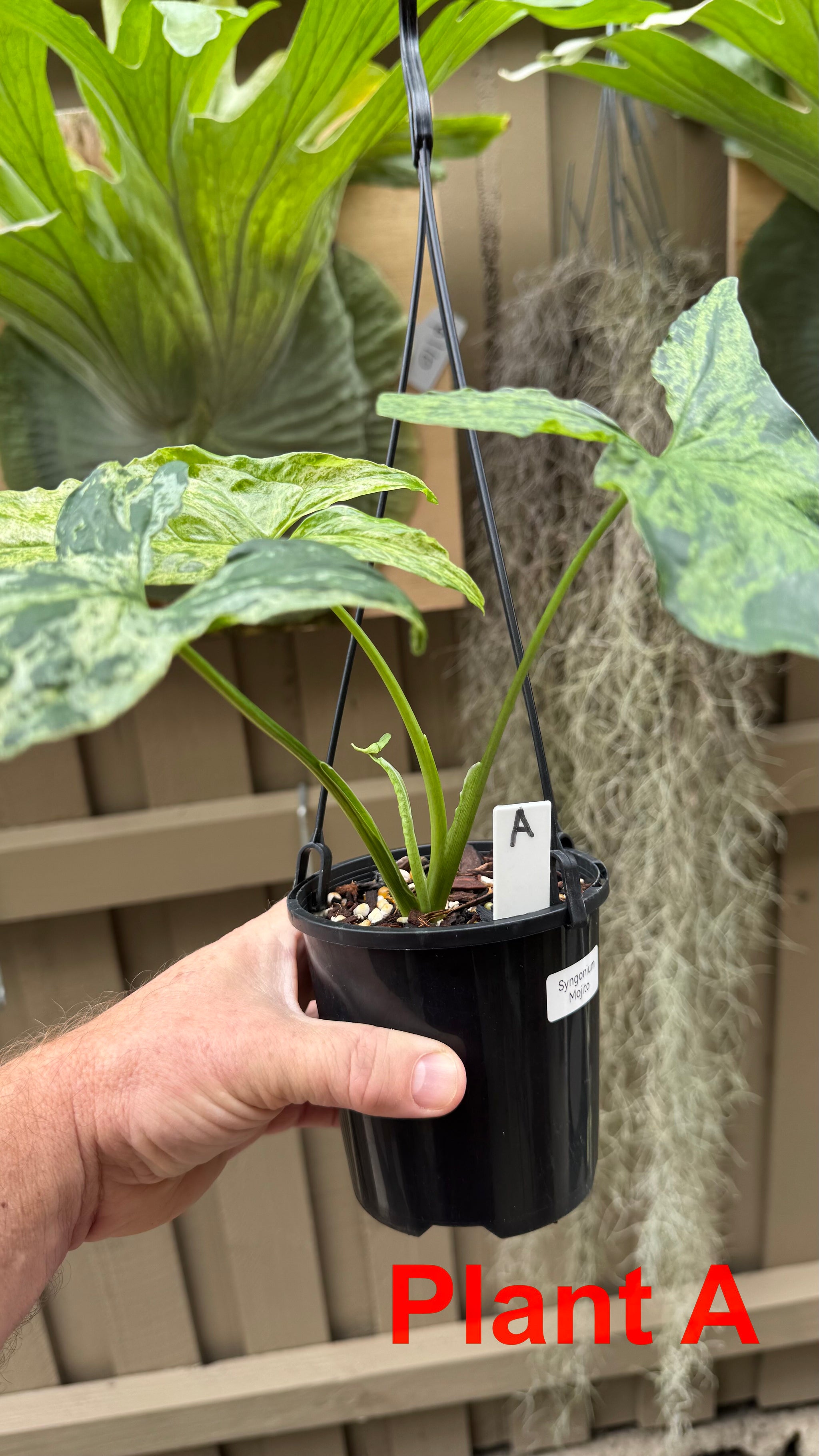 Syngonium 'Mojito'