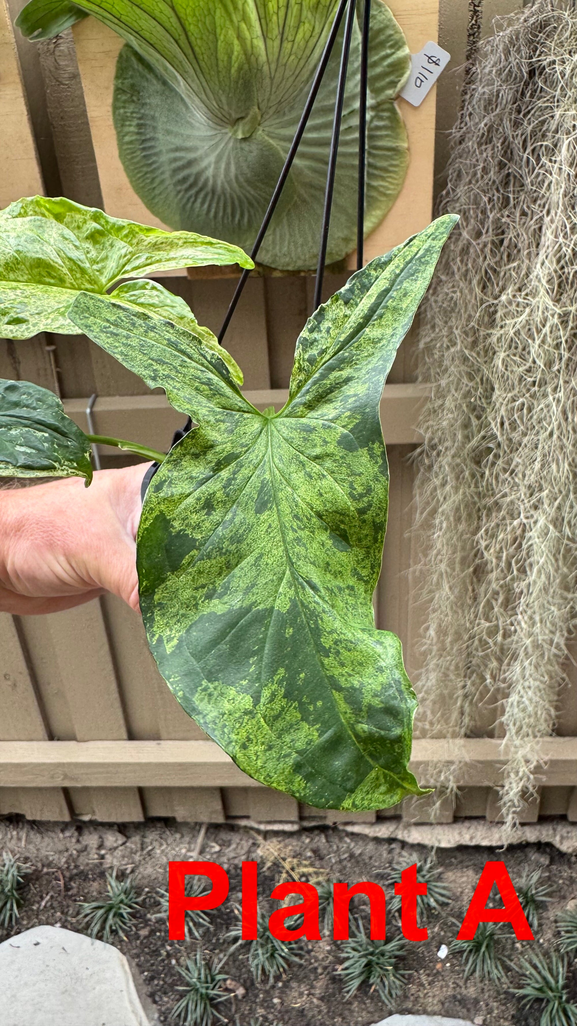 Syngonium 'Mojito'