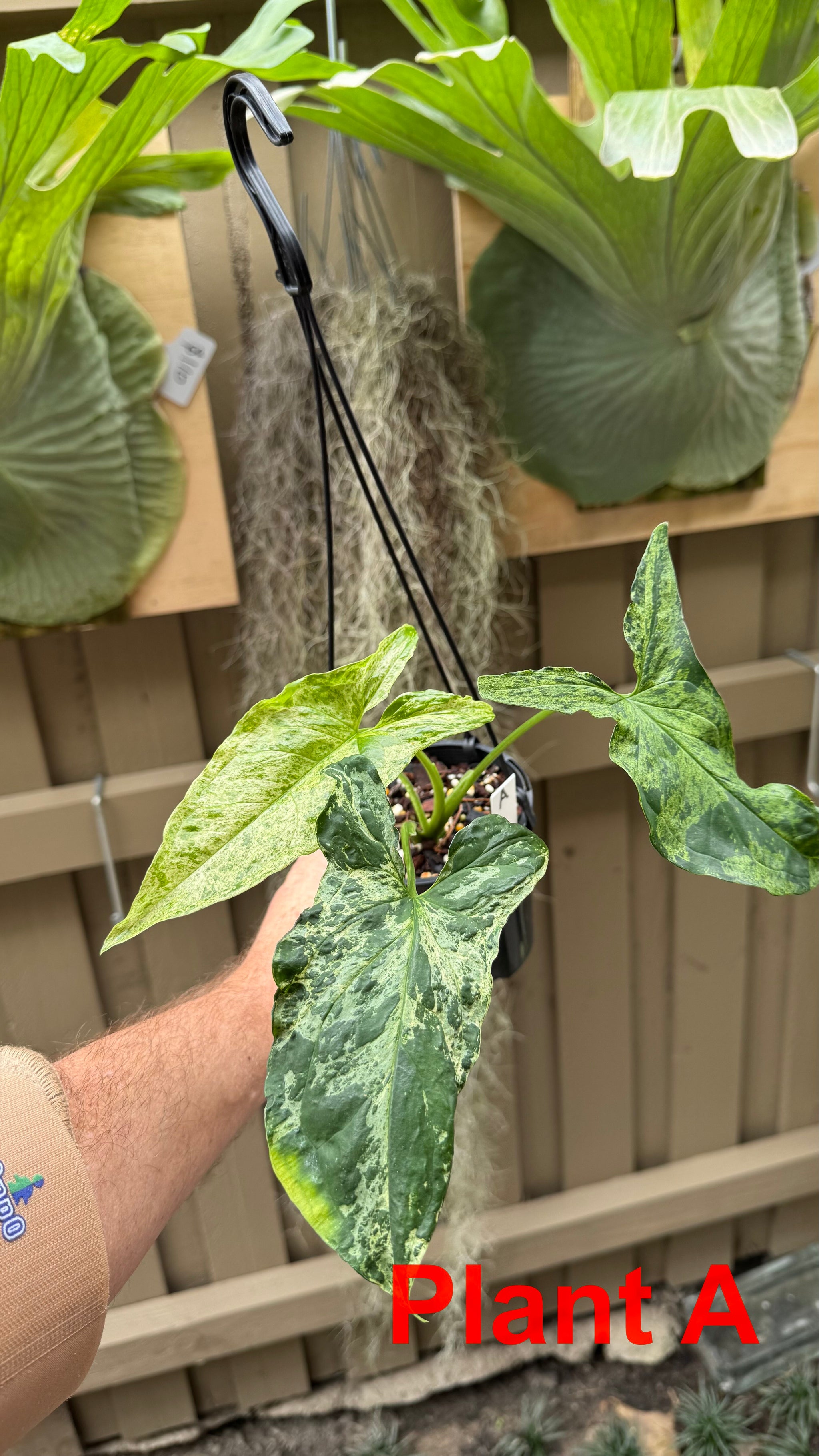 Syngonium 'Mojito'