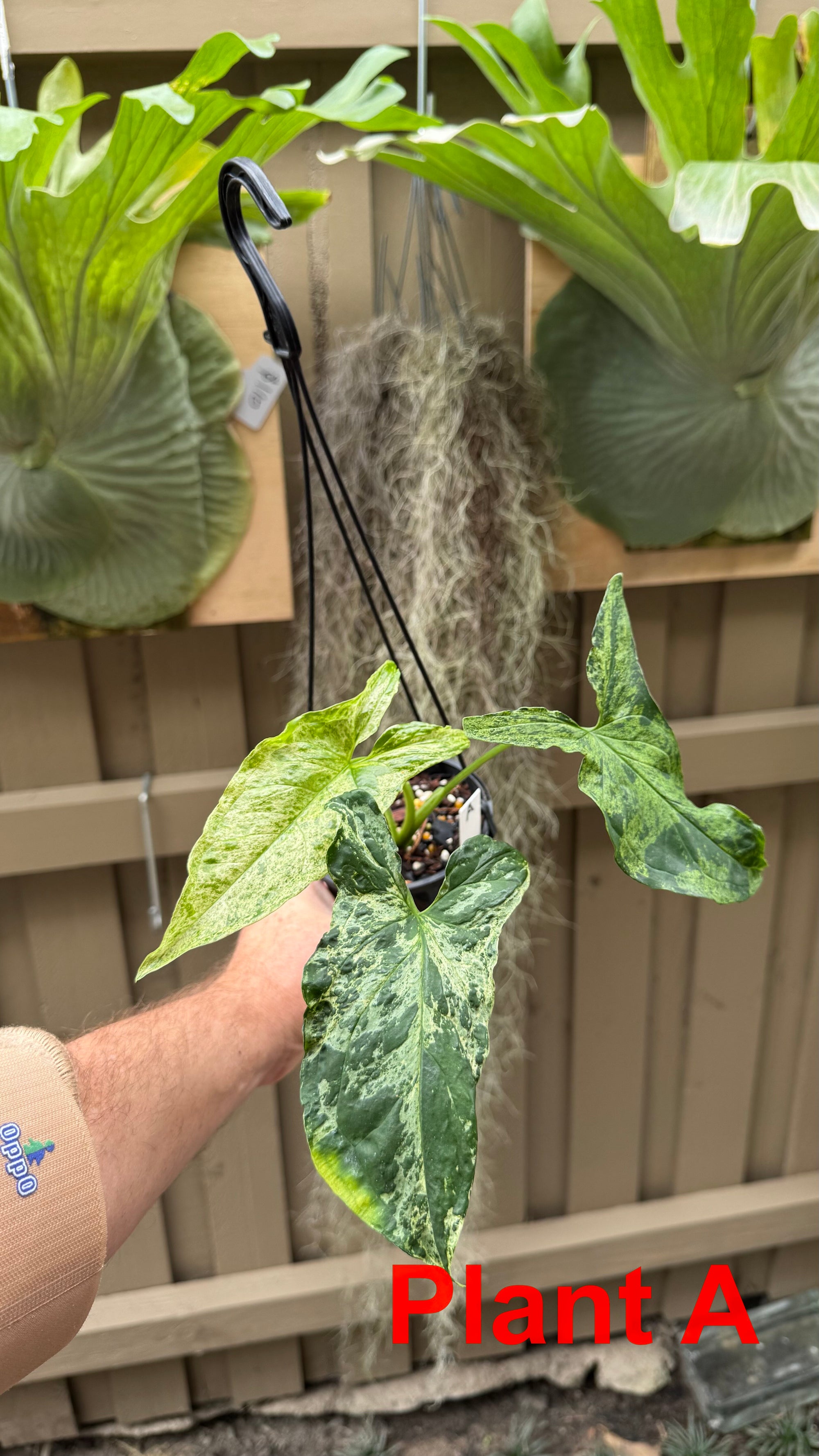 Syngonium 'Mojito'