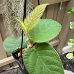 Ficus villosa