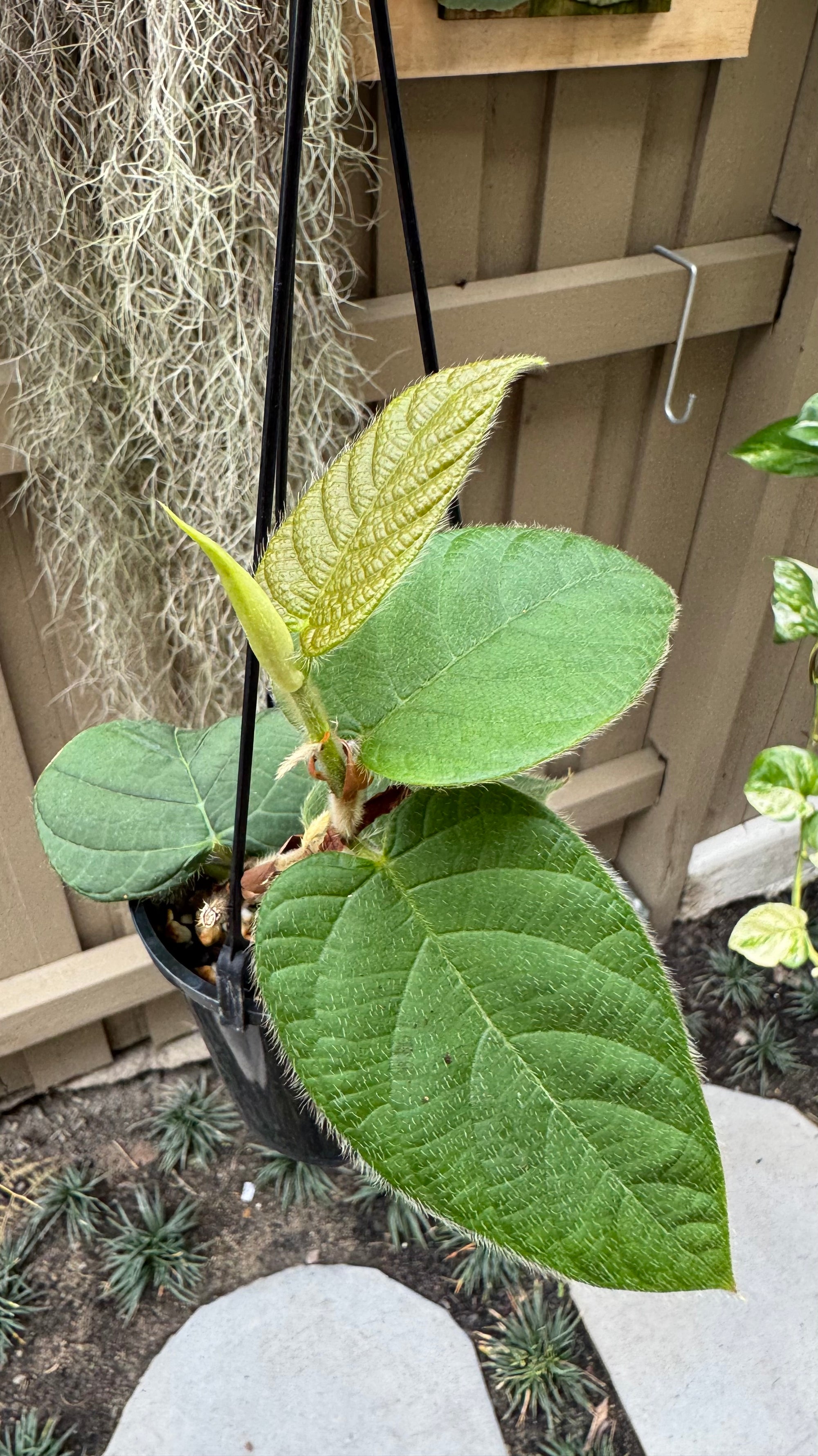 Ficus villosa
