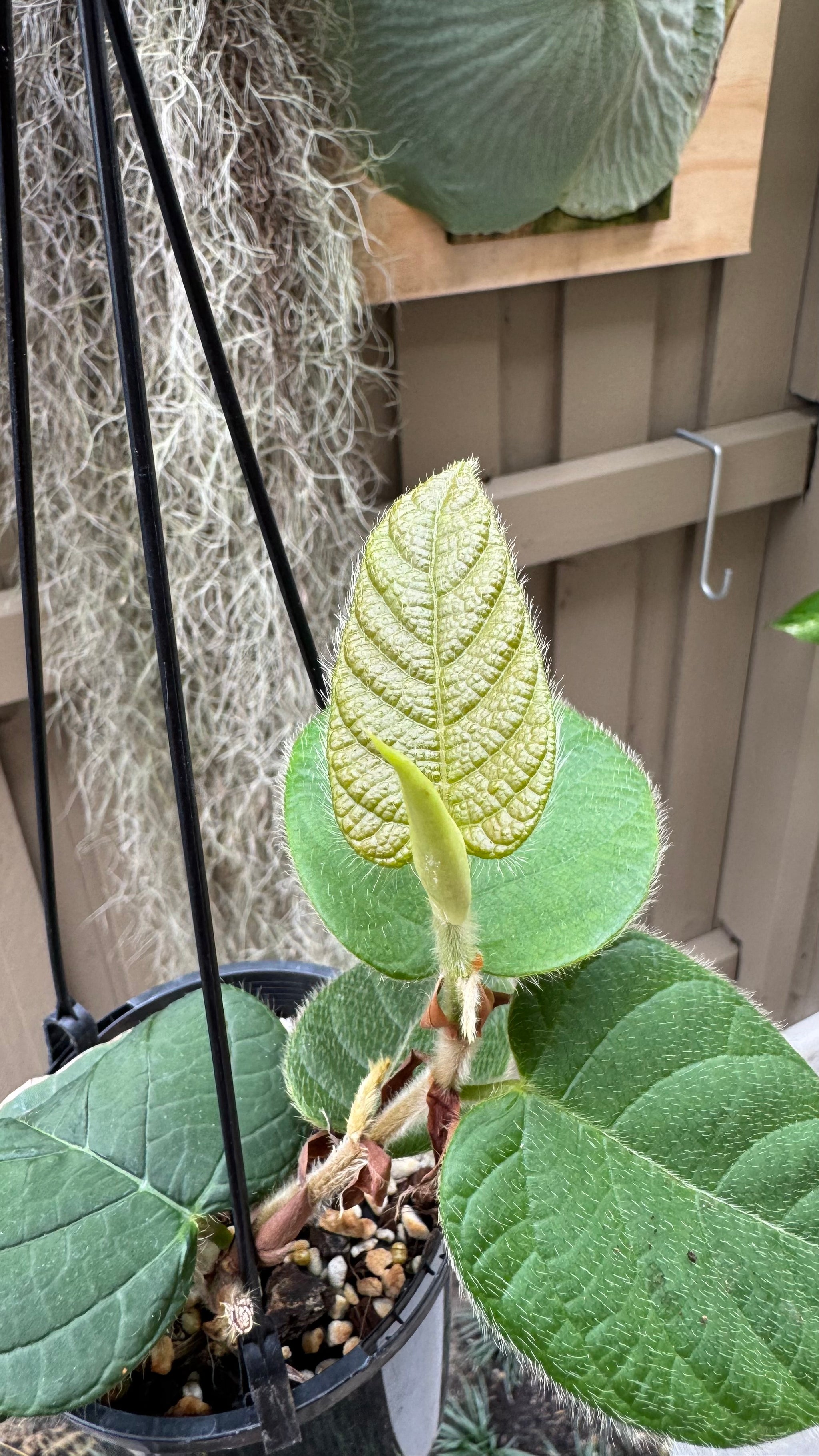 Ficus villosa