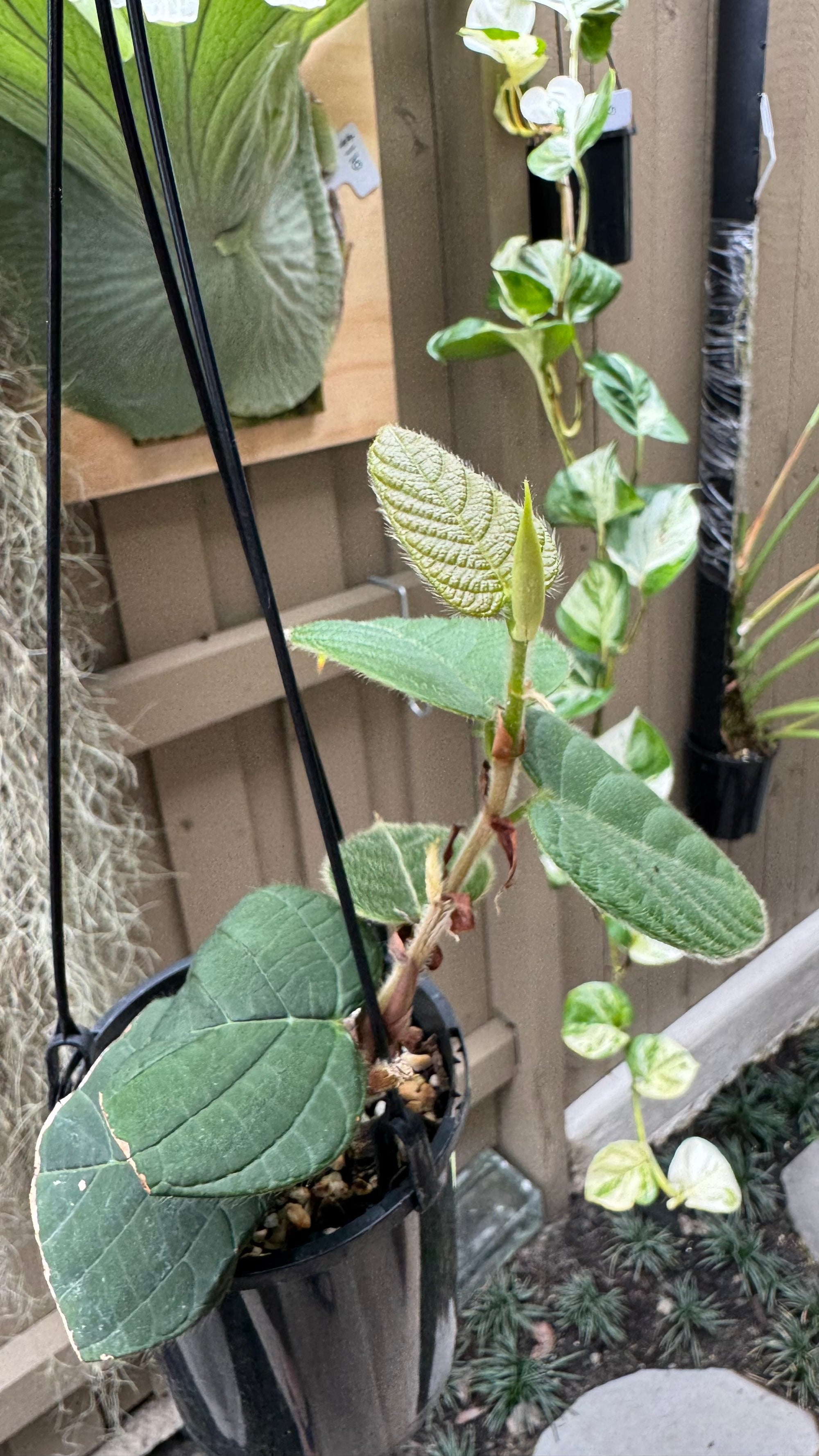 Ficus villosa
