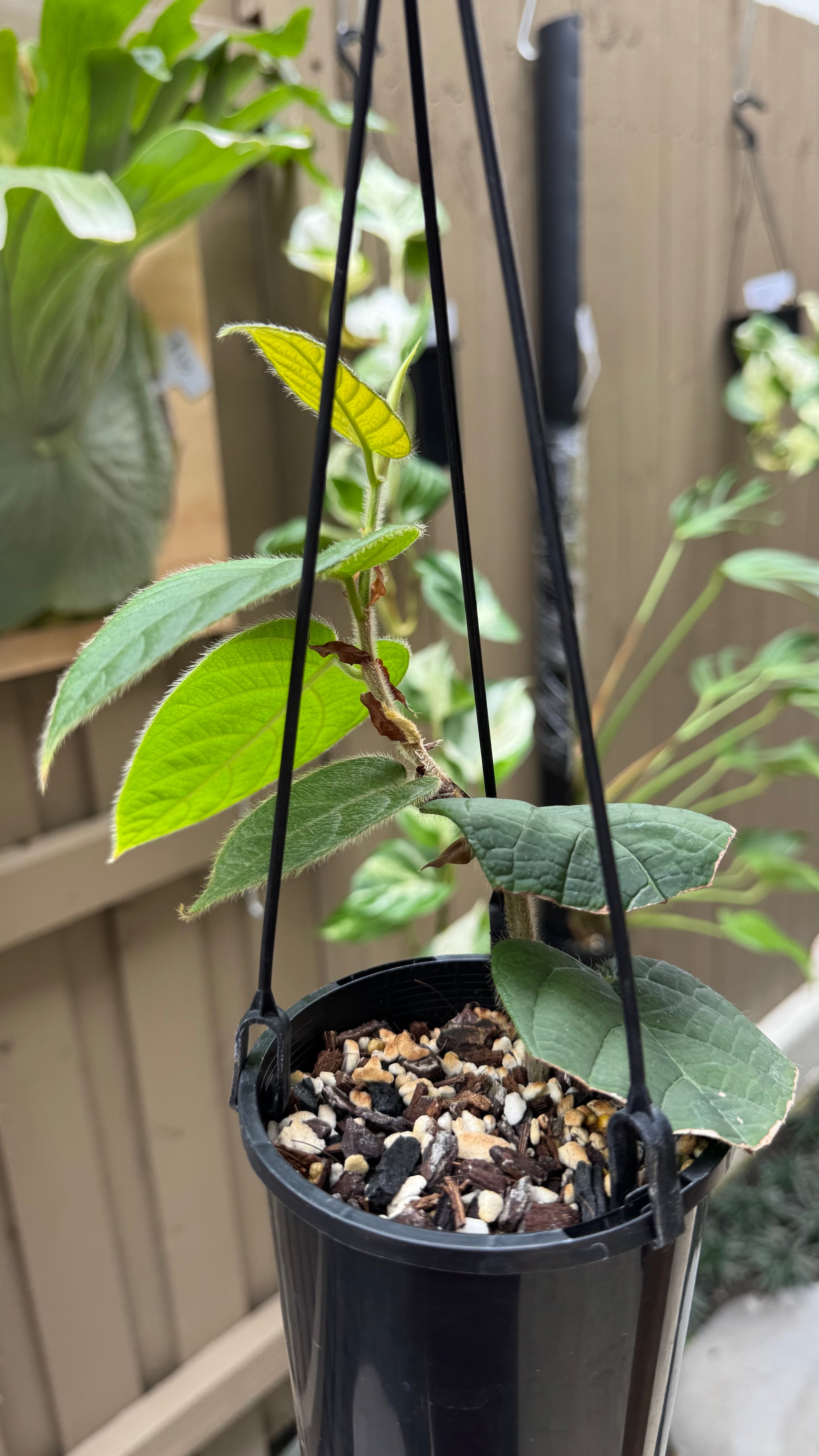 Ficus villosa
