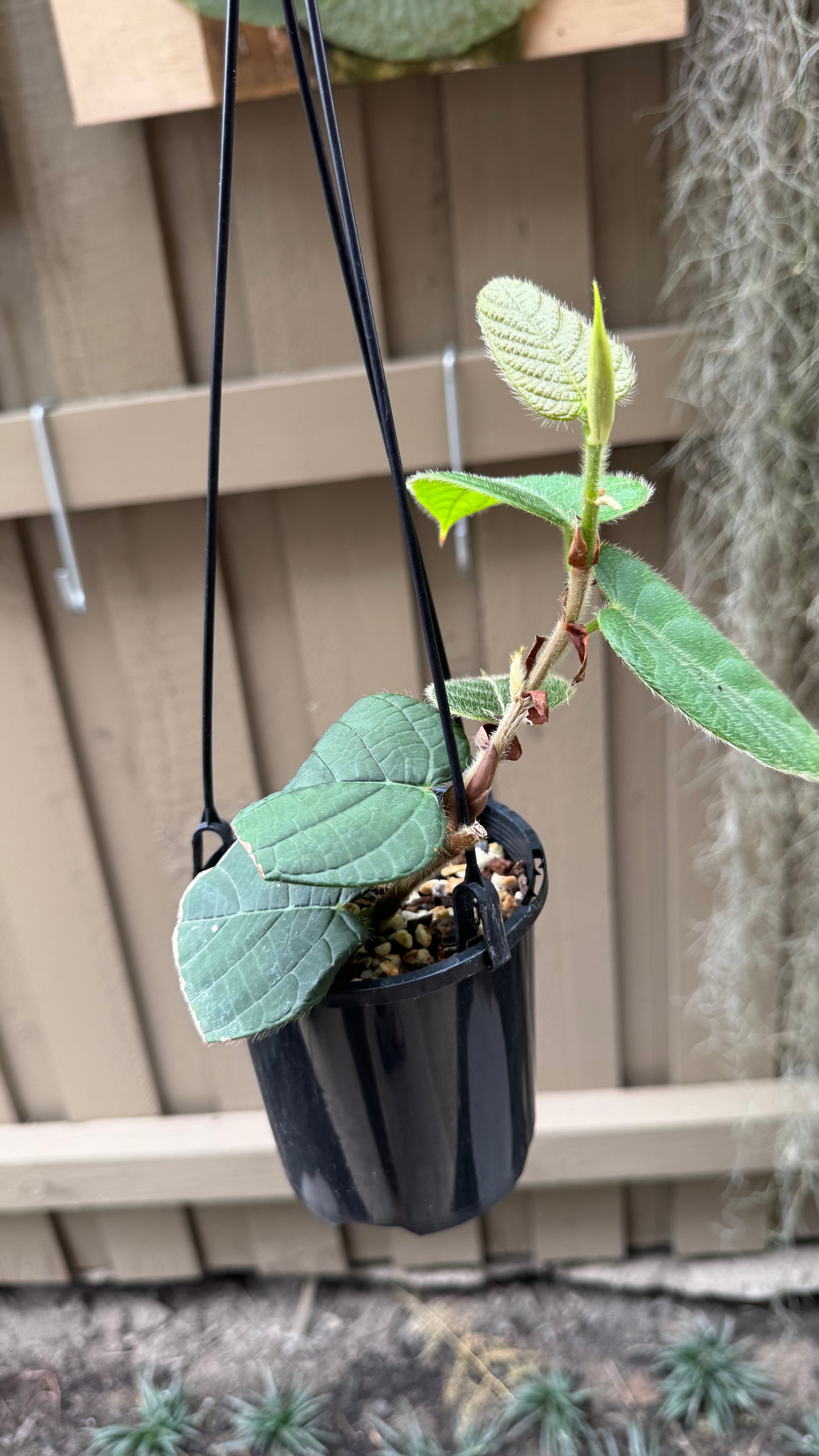 Ficus villosa