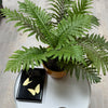 Dwarf Tree Fern