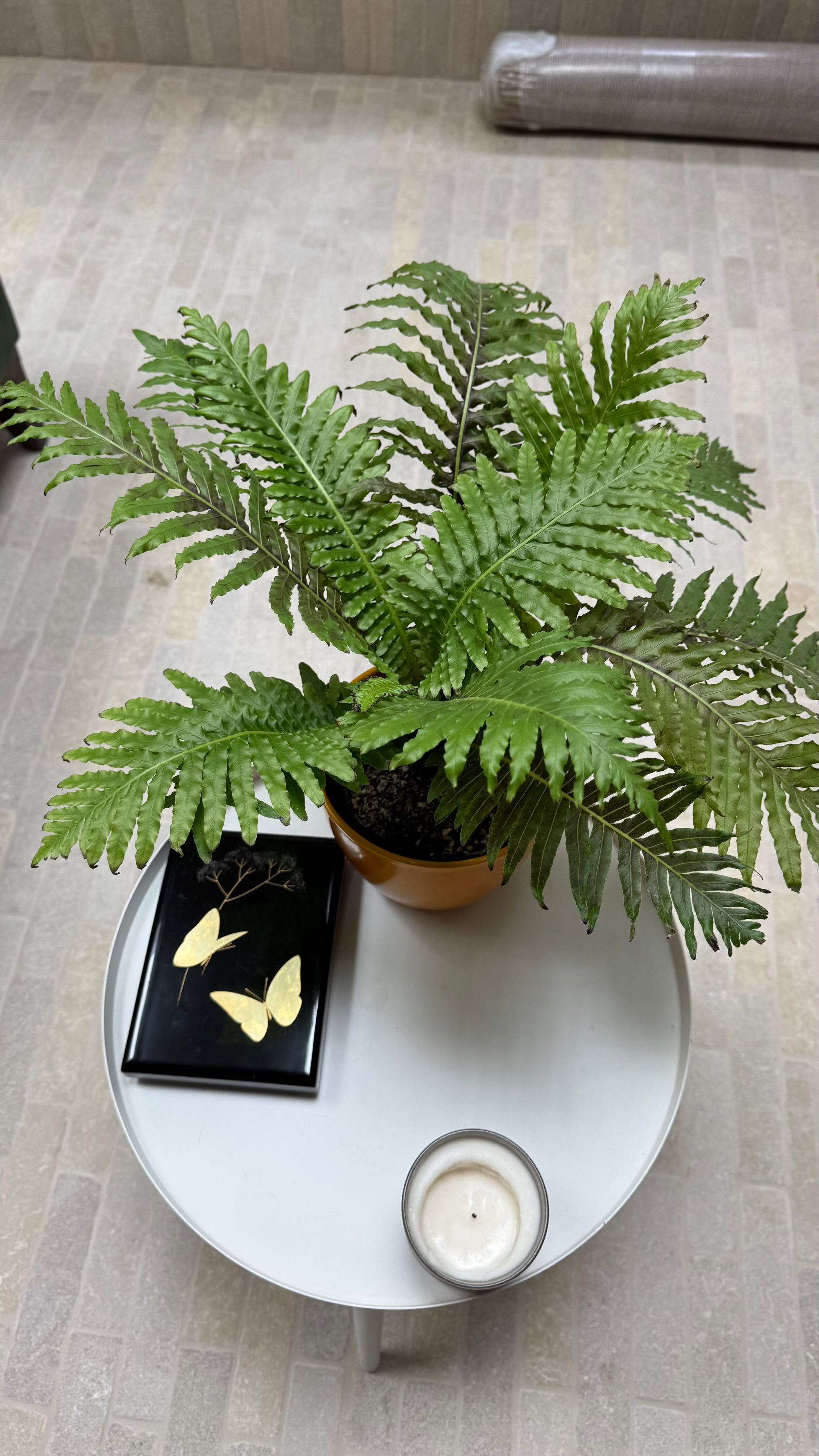 Dwarf Tree Fern