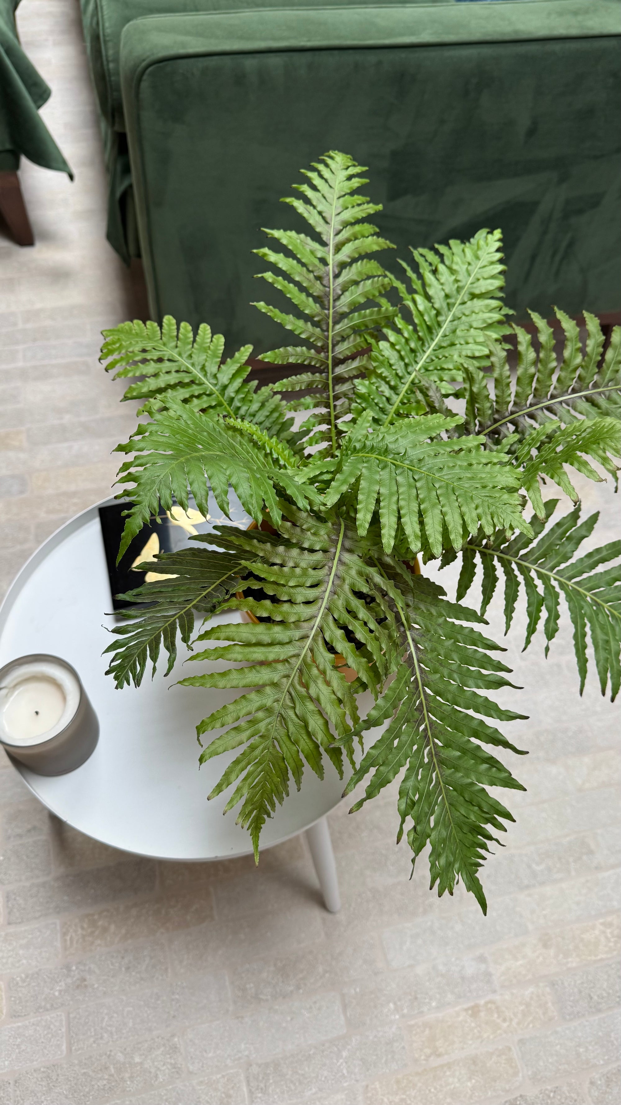 Dwarf Tree Fern
