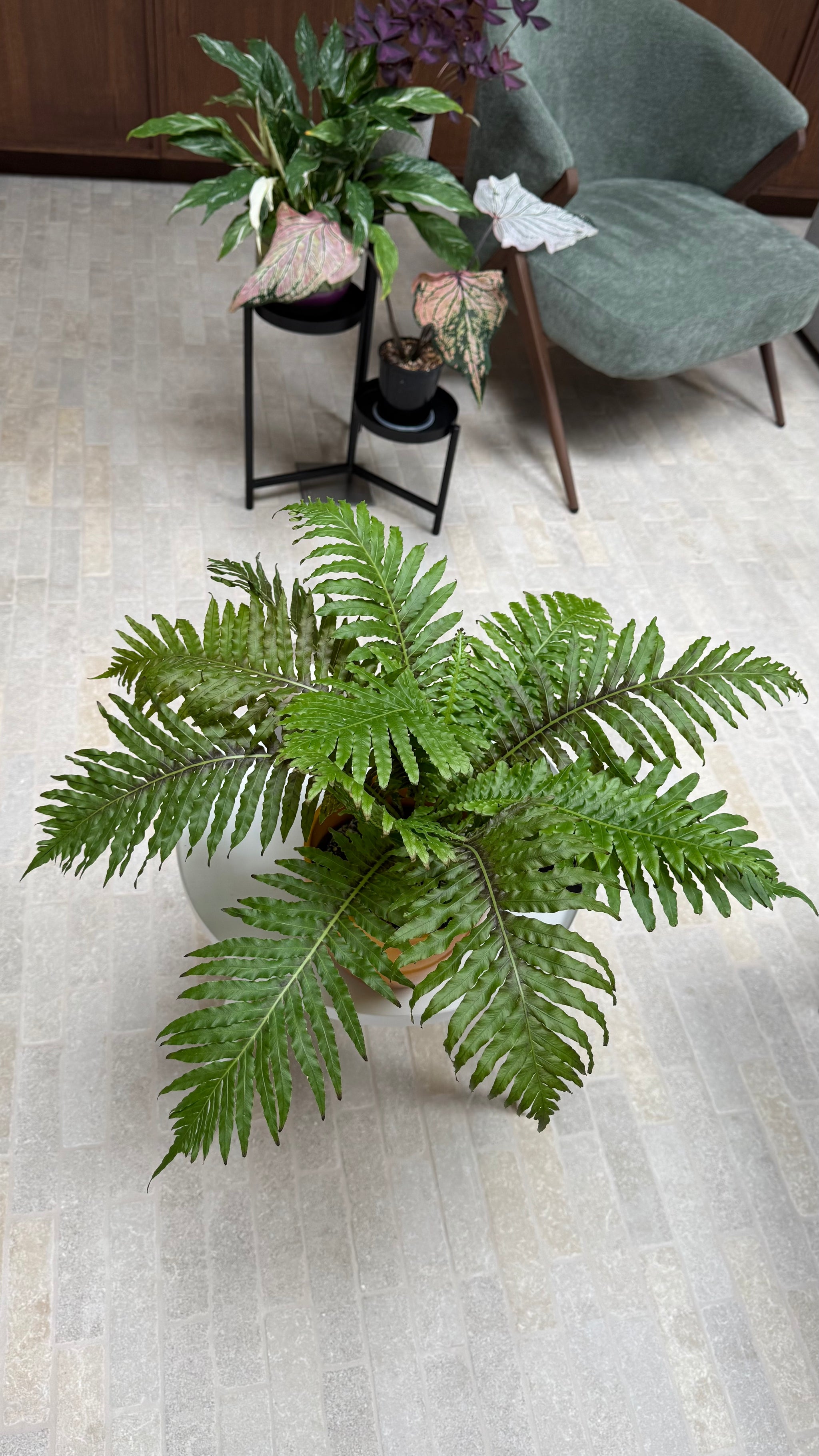 Dwarf Tree Fern