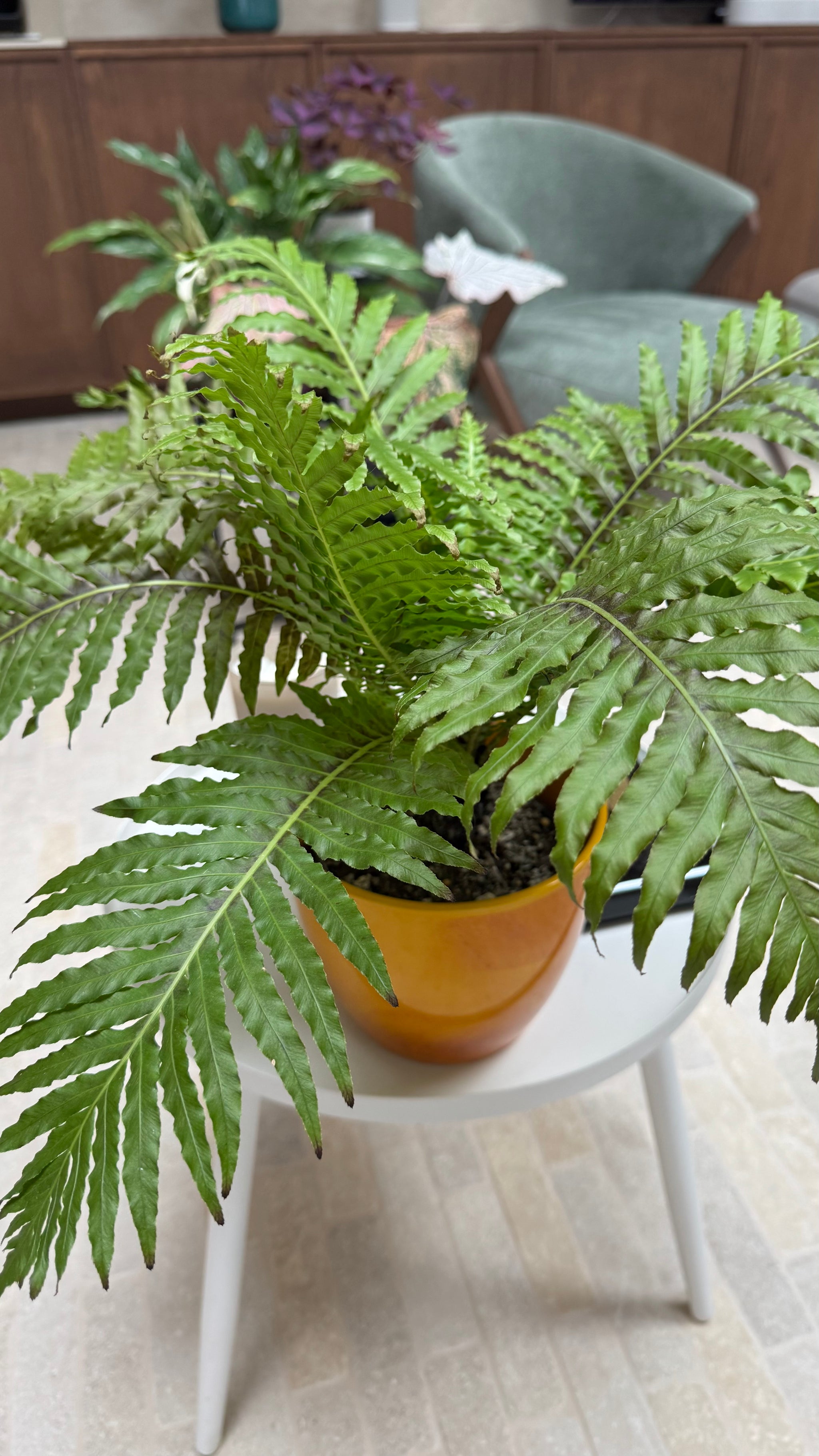 Dwarf Tree Fern