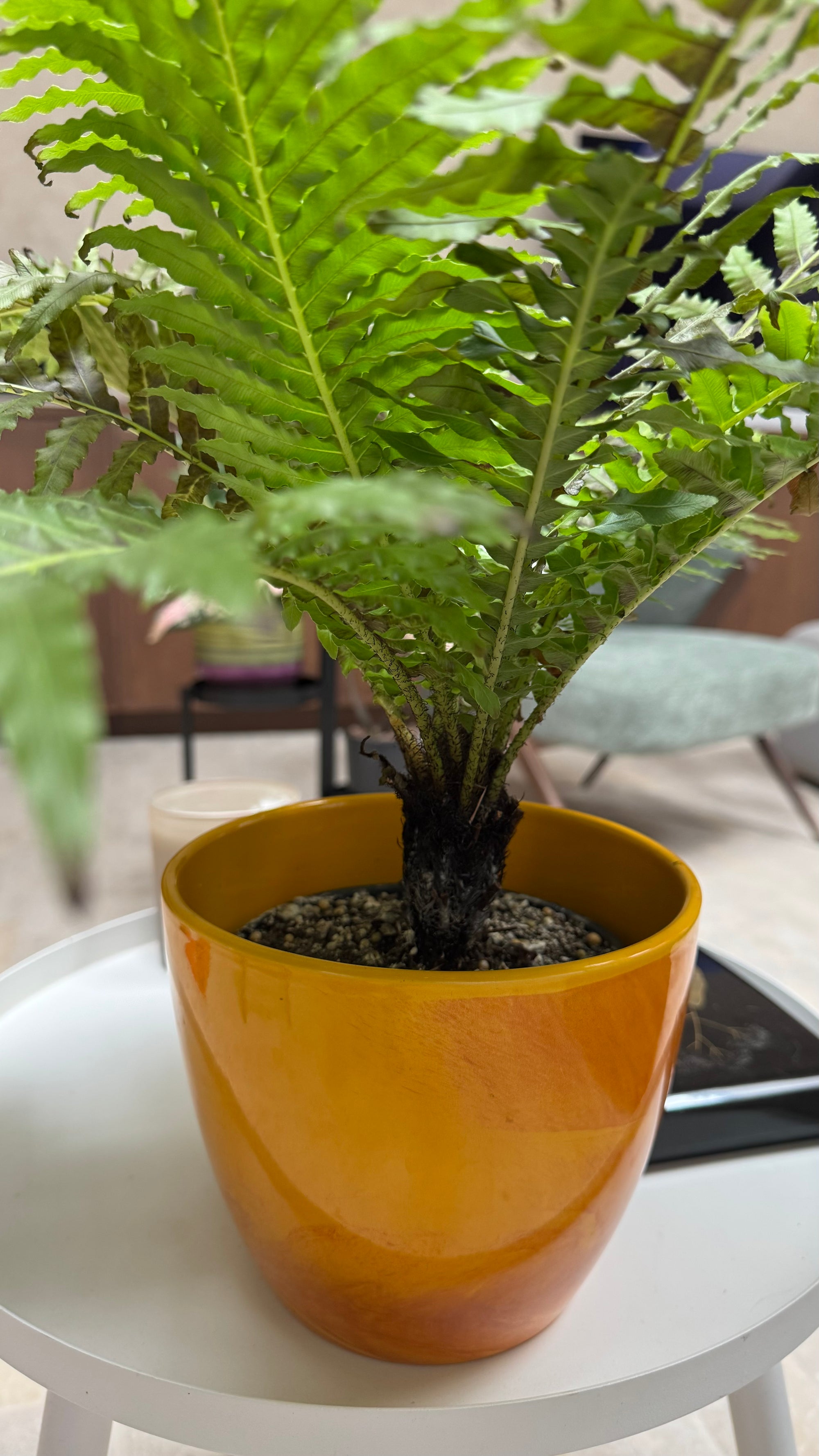 Dwarf Tree Fern