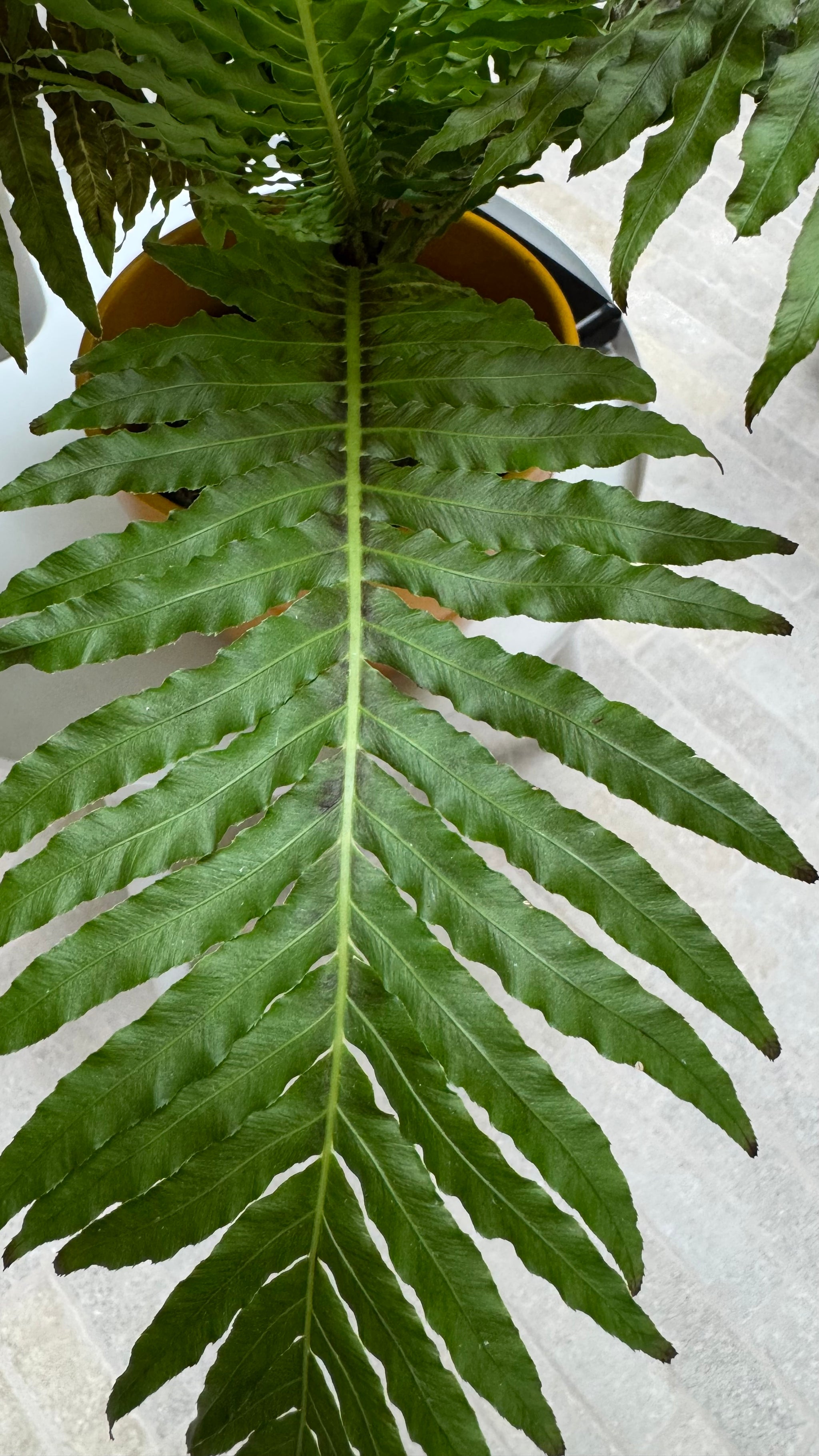 Dwarf Tree Fern