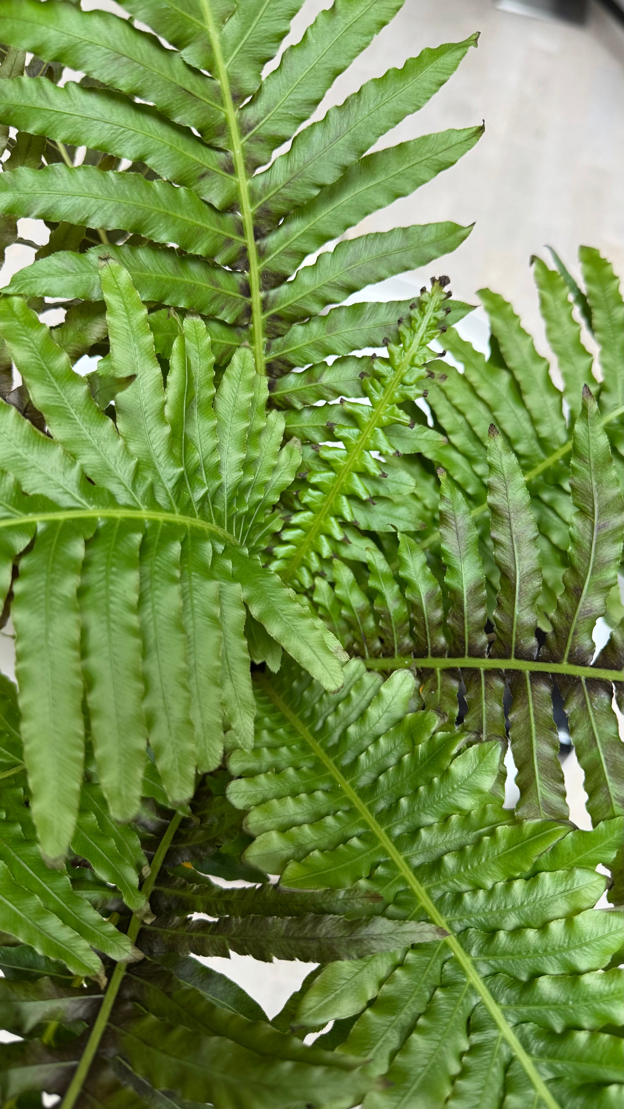 Dwarf Tree Fern