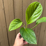 Monstera pinnatipartita