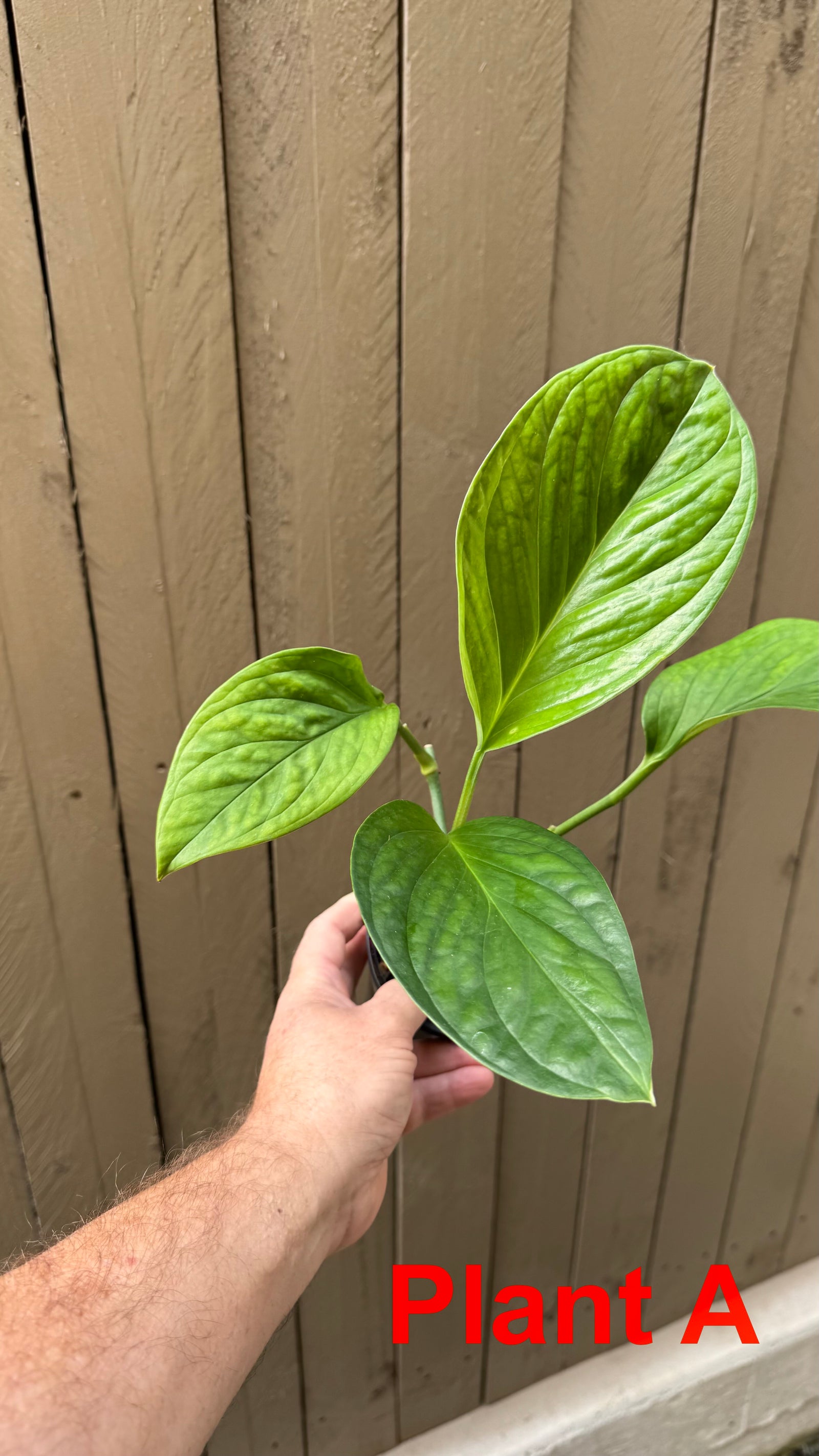 Monstera pinnatipartita
